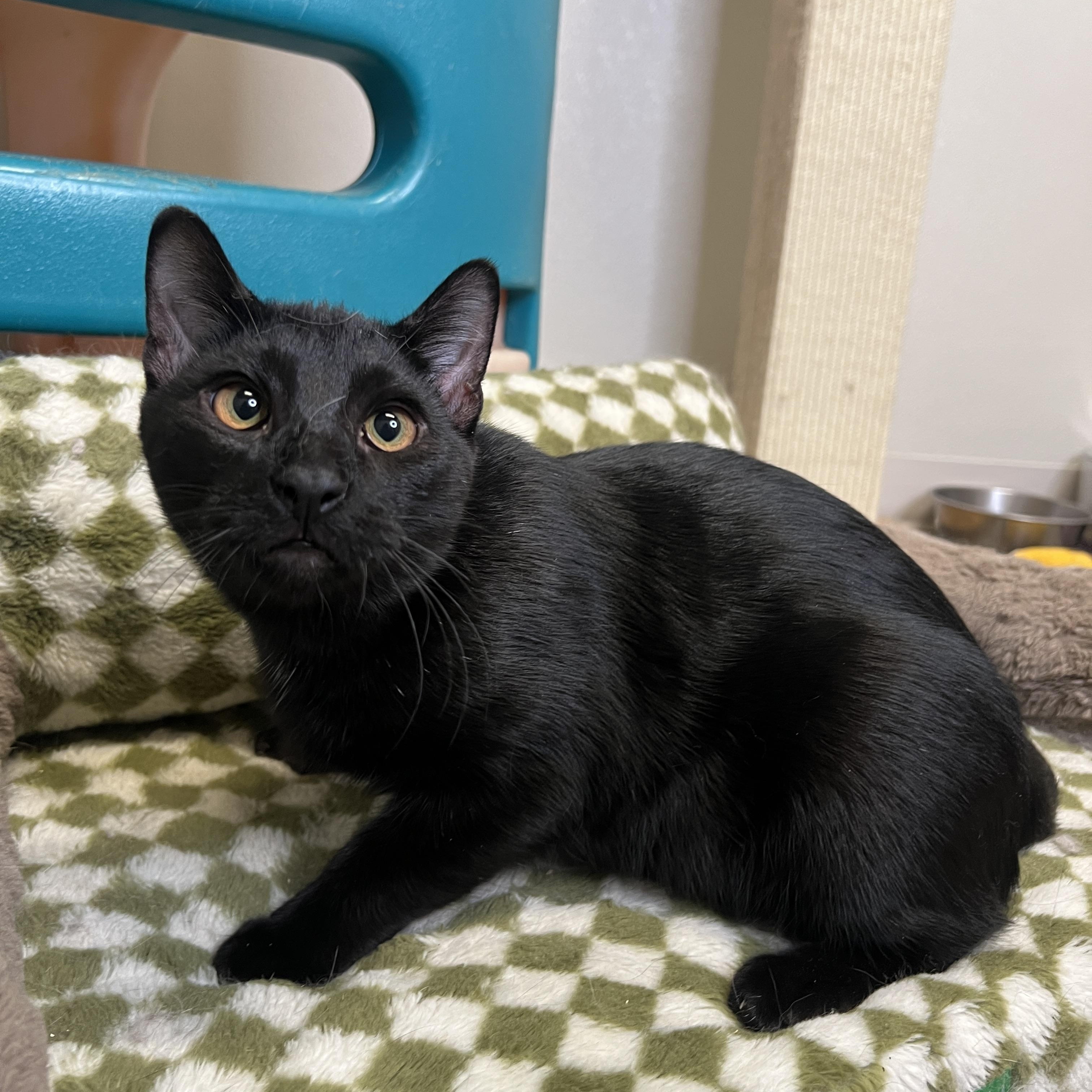 Enlarge Gene, a Adoptable Domestic Short Hair in Frankenmuth, MI image 1/5