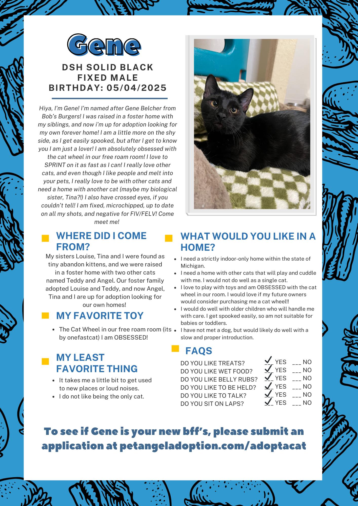 Enlarge Gene, a Adoptable Domestic Short Hair in Frankenmuth, MI image 2/5