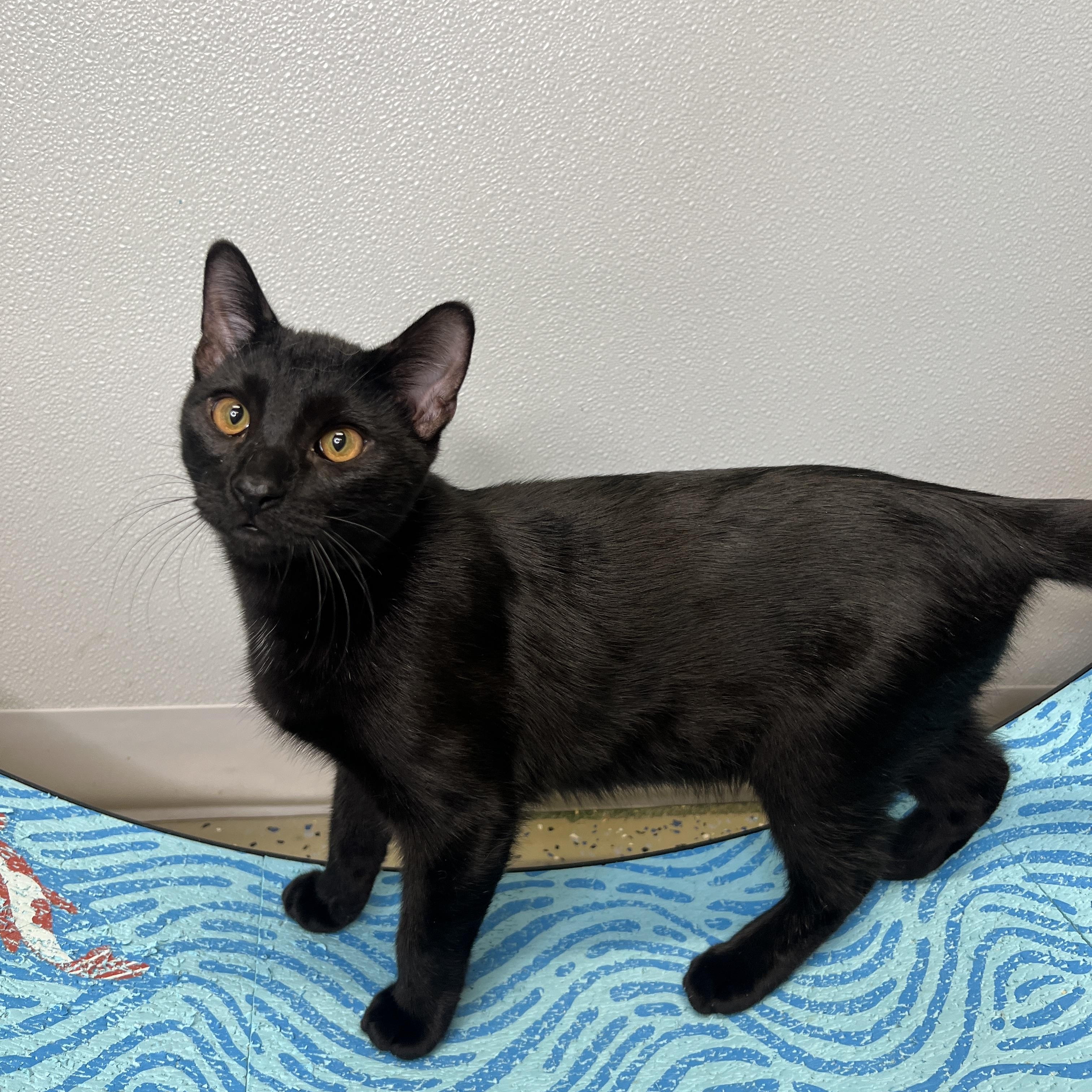 Enlarge Gene, a Adoptable Domestic Short Hair in Frankenmuth, MI image 4/5