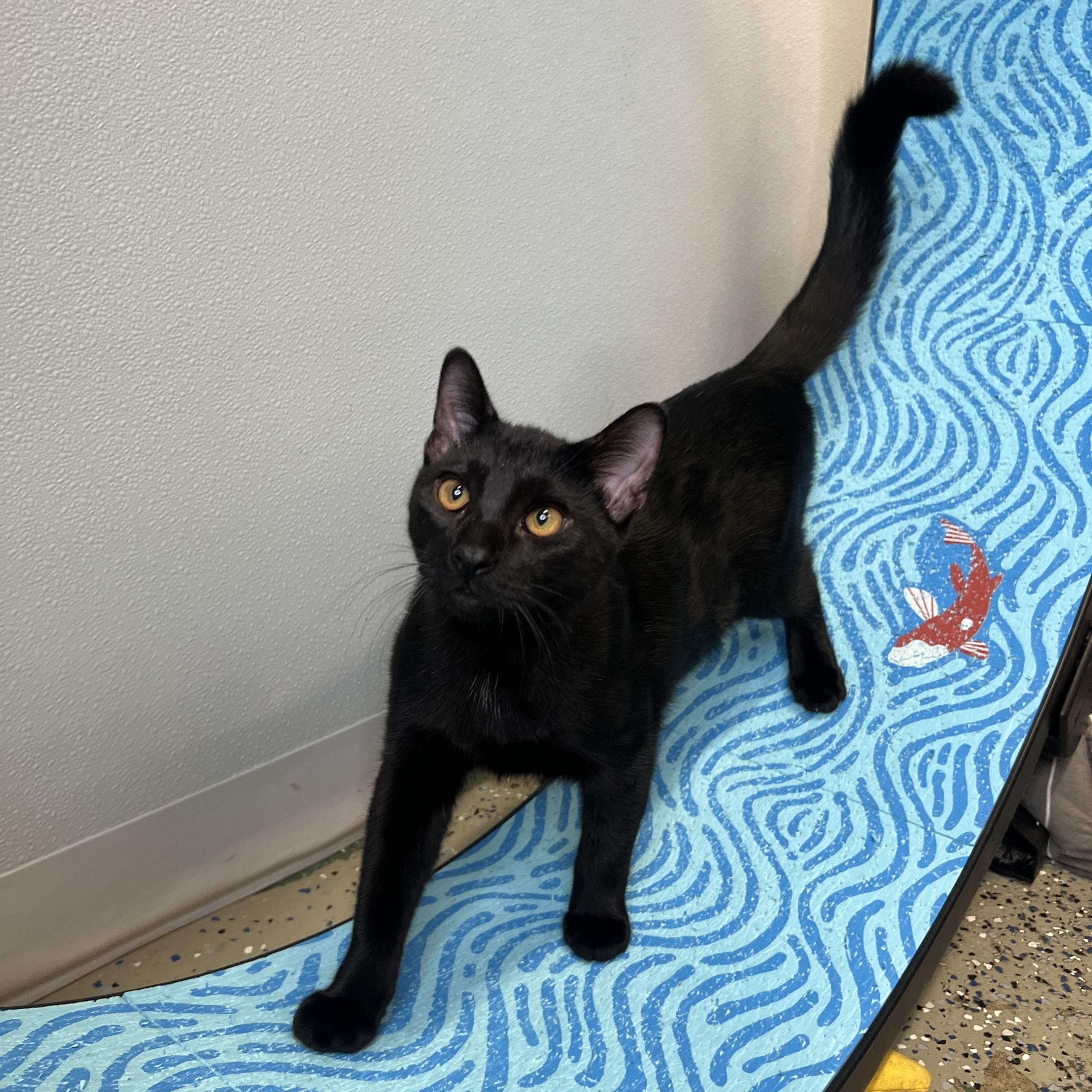 Enlarge Gene, a Adoptable Domestic Short Hair in Frankenmuth, MI image 5/5