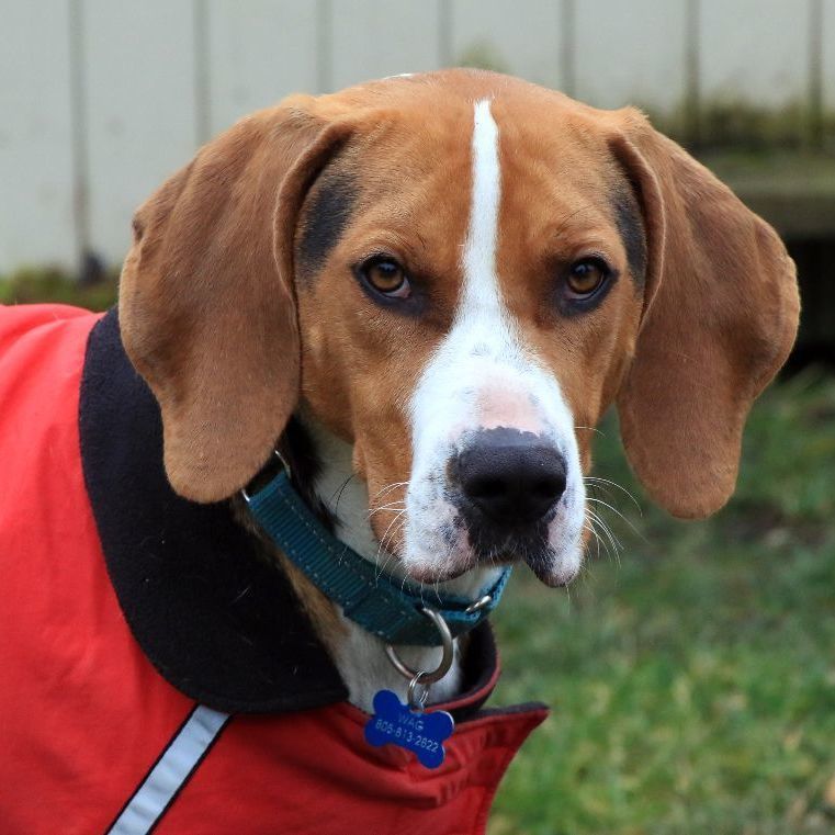 Henry, a Adoptable Treeing Walker Coonhound in Sequim, WA image 2/6