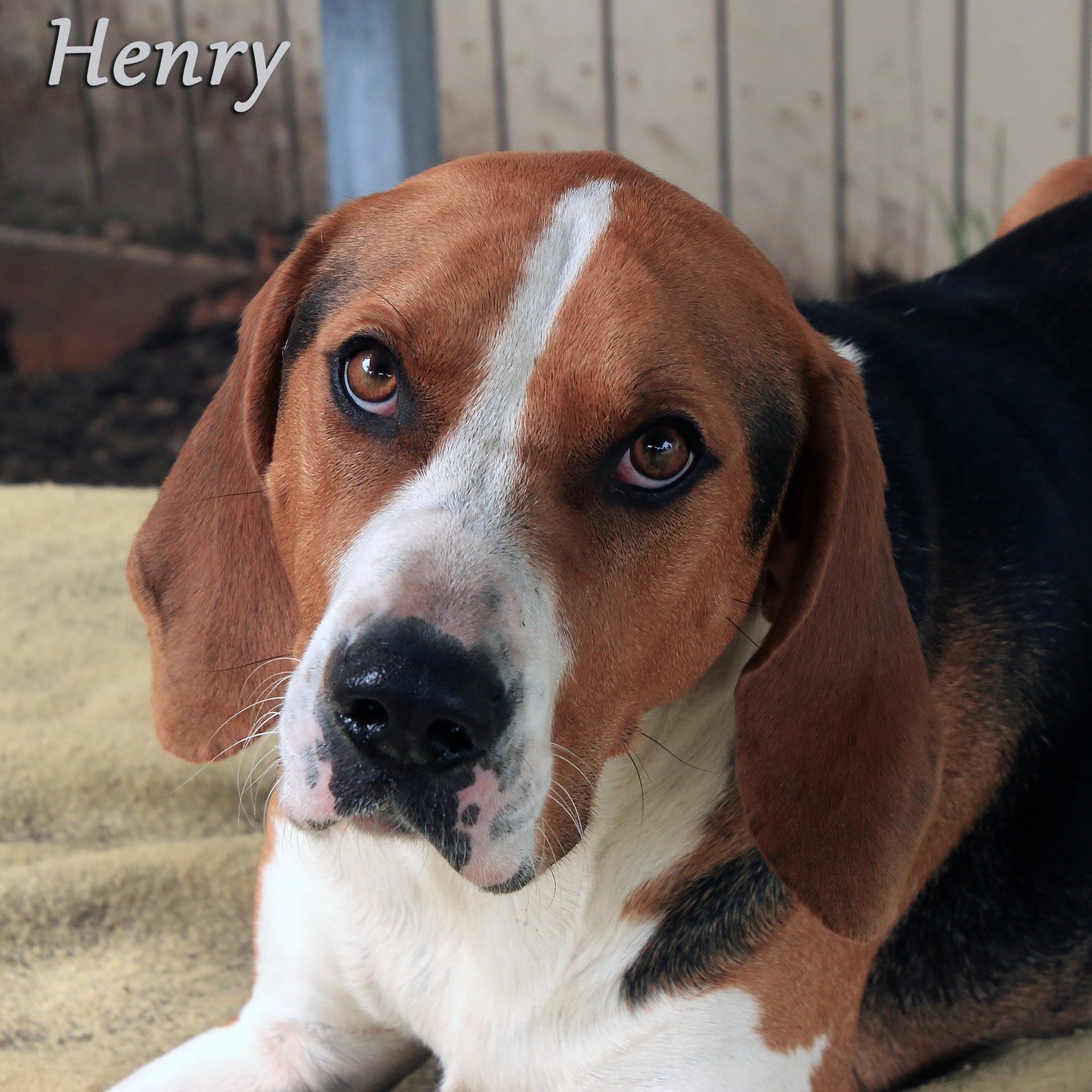 Henry, Adoptable, Adult Male Treeing Walker Coonhound.