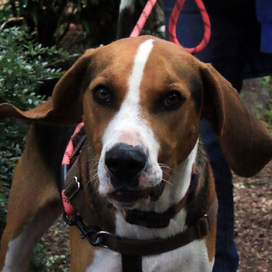 Henry, a Adoptable Treeing Walker Coonhound in Sequim, WA image 3/6