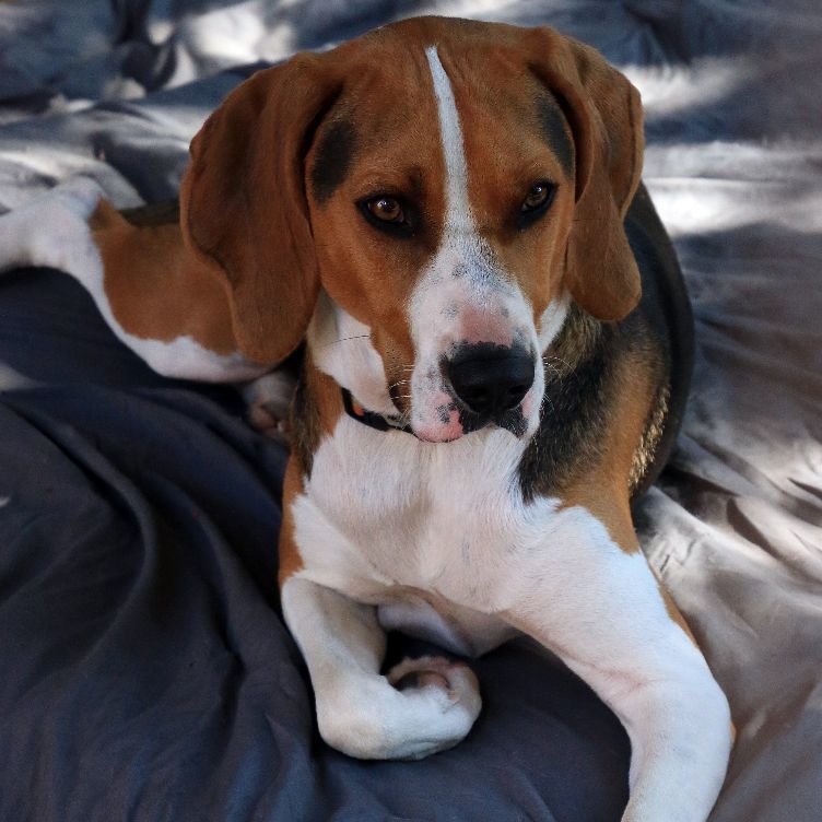 Henry, a Adoptable Treeing Walker Coonhound in Sequim, WA image 4/6