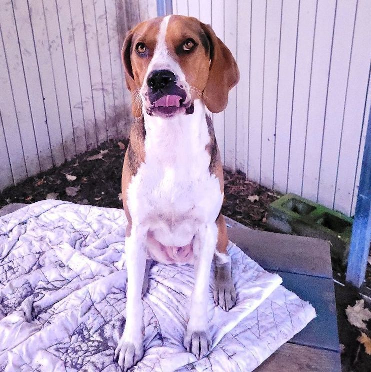 Henry, a Adoptable Treeing Walker Coonhound in Sequim, WA image 5/6