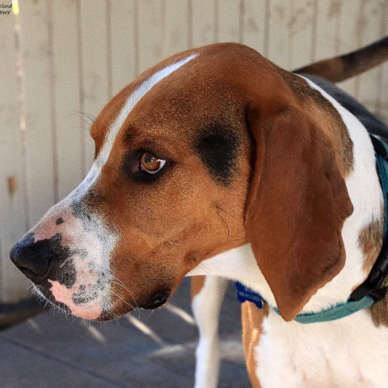 Henry, a Adoptable Treeing Walker Coonhound in Sequim, WA image 6/6