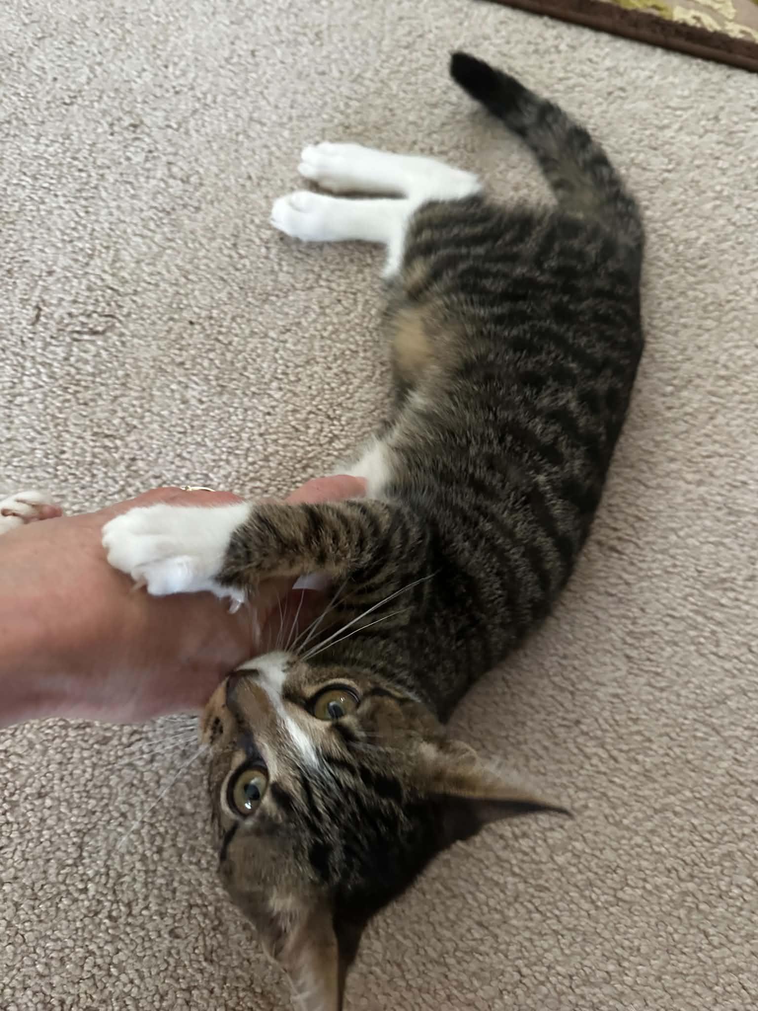 Tilly, Adoptable, Kitten Female Domestic Short Hair.