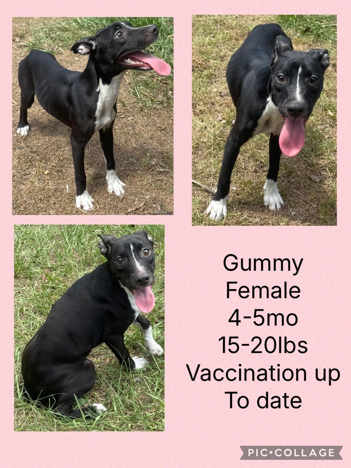 Enlarge Gummy, a Adoptable mixed breed in Virginia Beach, VA image 2/3