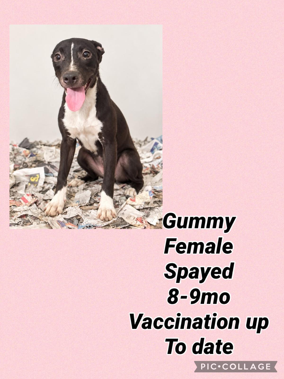 Enlarge Gummy, a Adoptable mixed breed in Virginia Beach, VA image 1/3