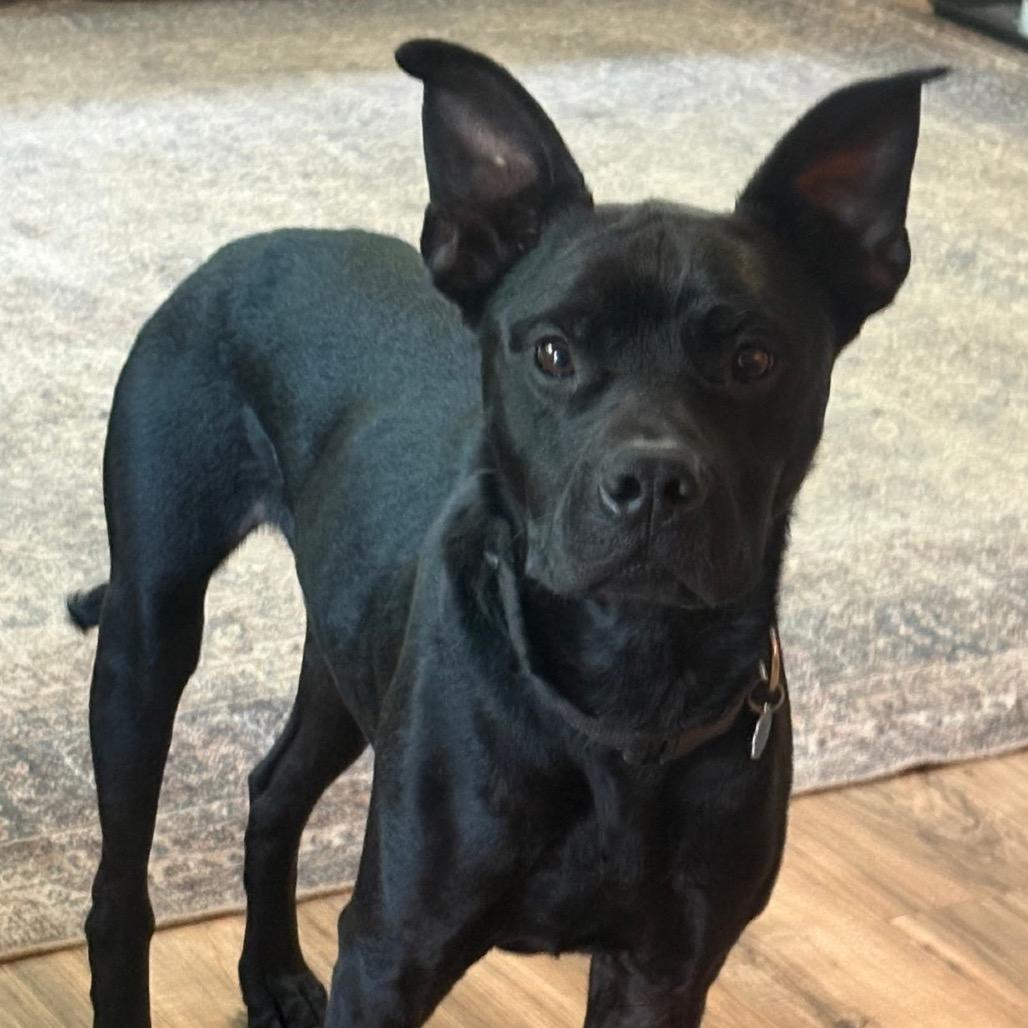 James (Mr. Jimmy), Adoptable, Adult Male Pit Bull Terrier & Black Labrador Retriever.