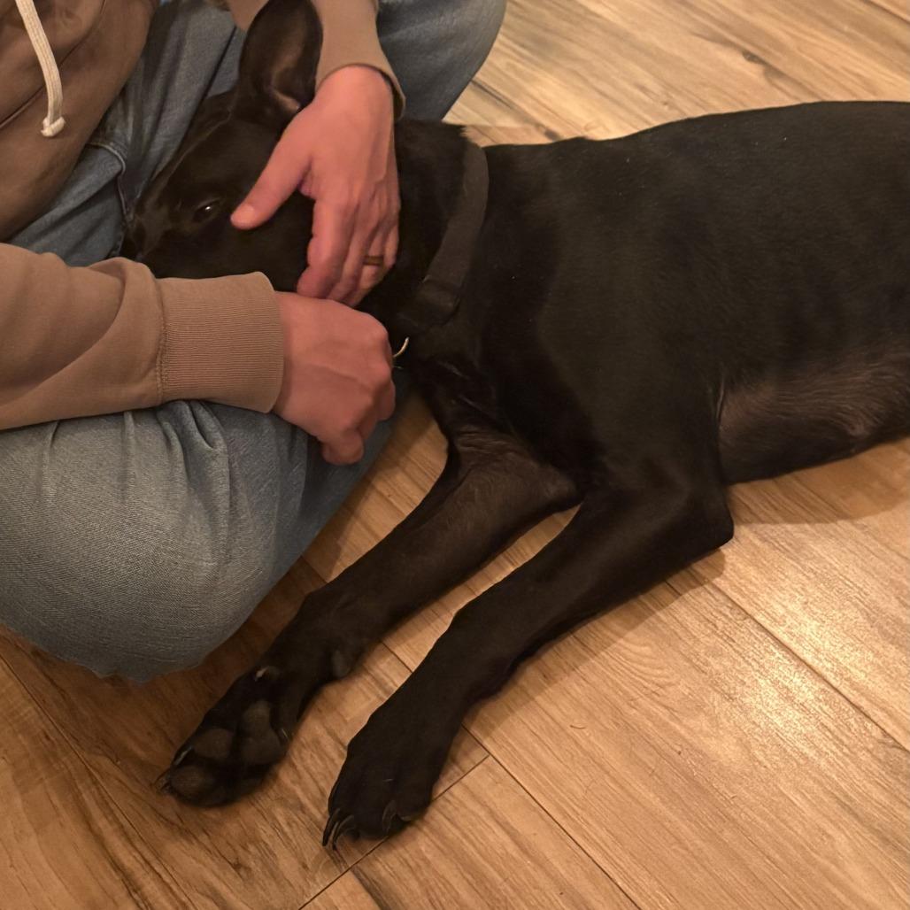Enlarge James (Mr. Jimmy), a Adoptable mixed breed in Grand Rapids, MN image 2/3