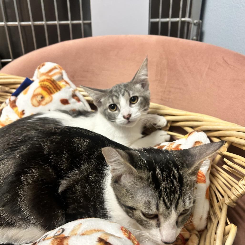 Max, Adoptable, Kitten Female Domestic Short Hair.