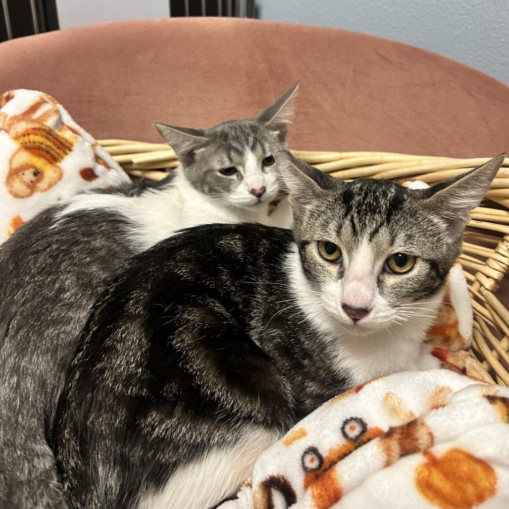 Max, a Adoptable Domestic Short Hair in Henderson, NV image 2/6