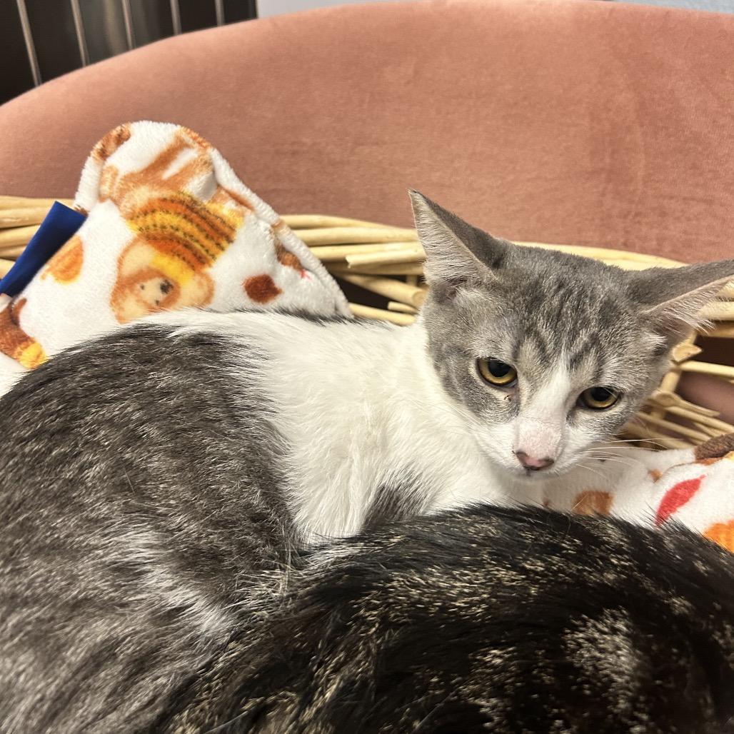 Max, a Adoptable Domestic Short Hair in Henderson, NV image 4/6