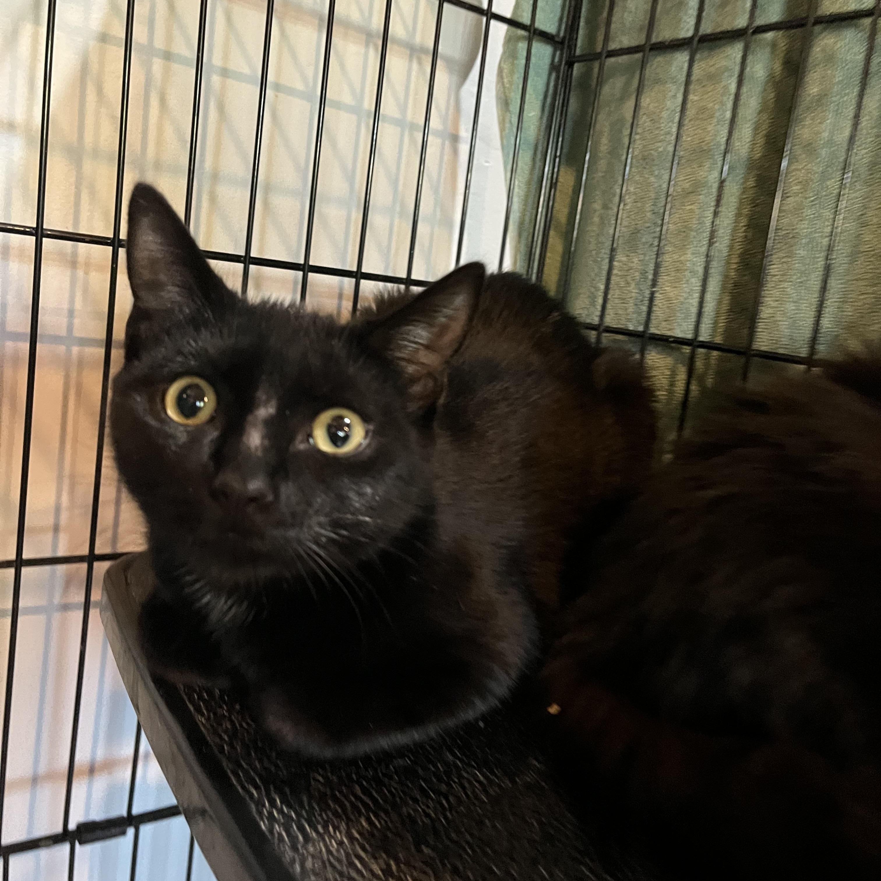 Enlarge Little Blue, an adopted Domestic Short Hair in Salisbury, MA image 5/5