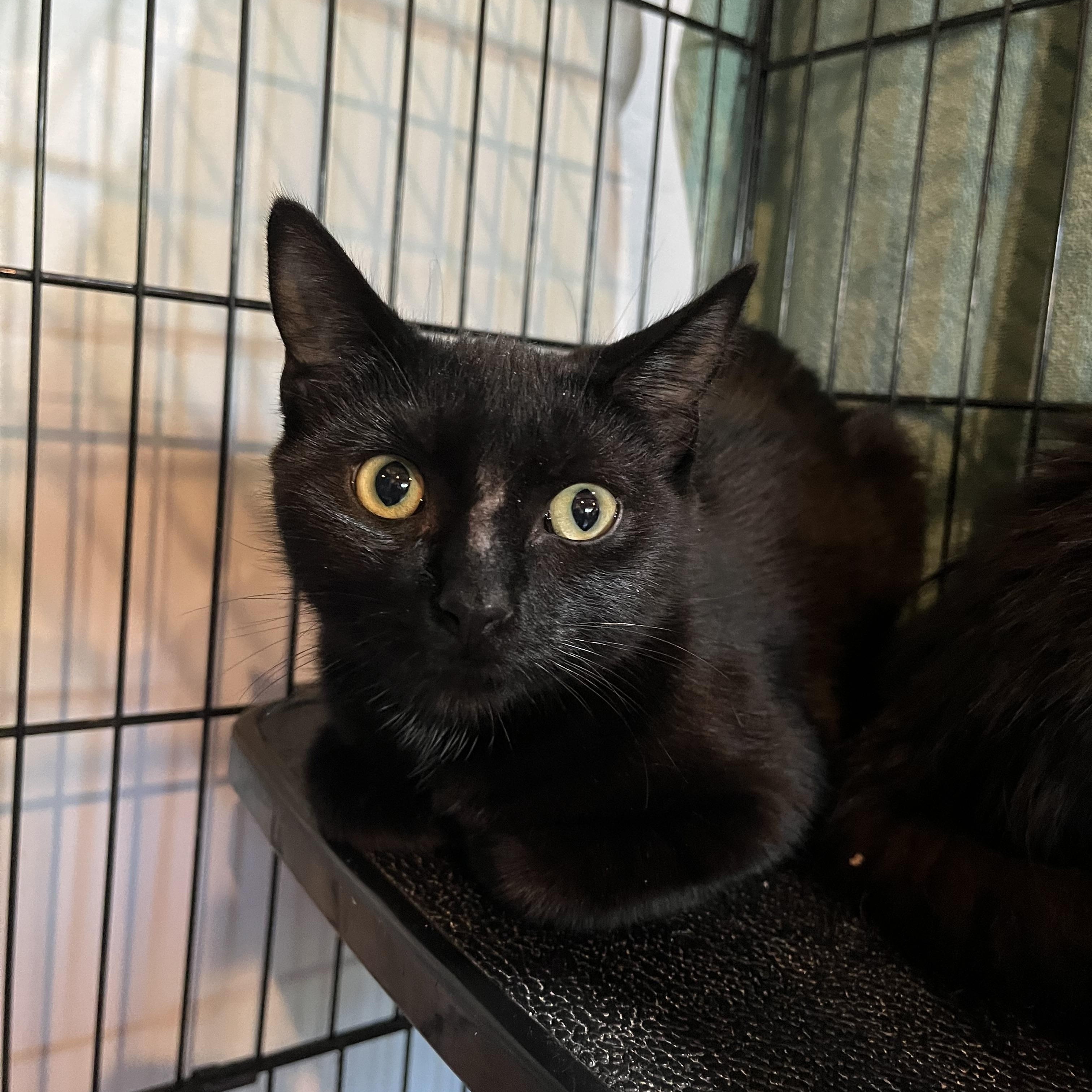 Little Blue, adopted, Kitten Female Domestic Short Hair.