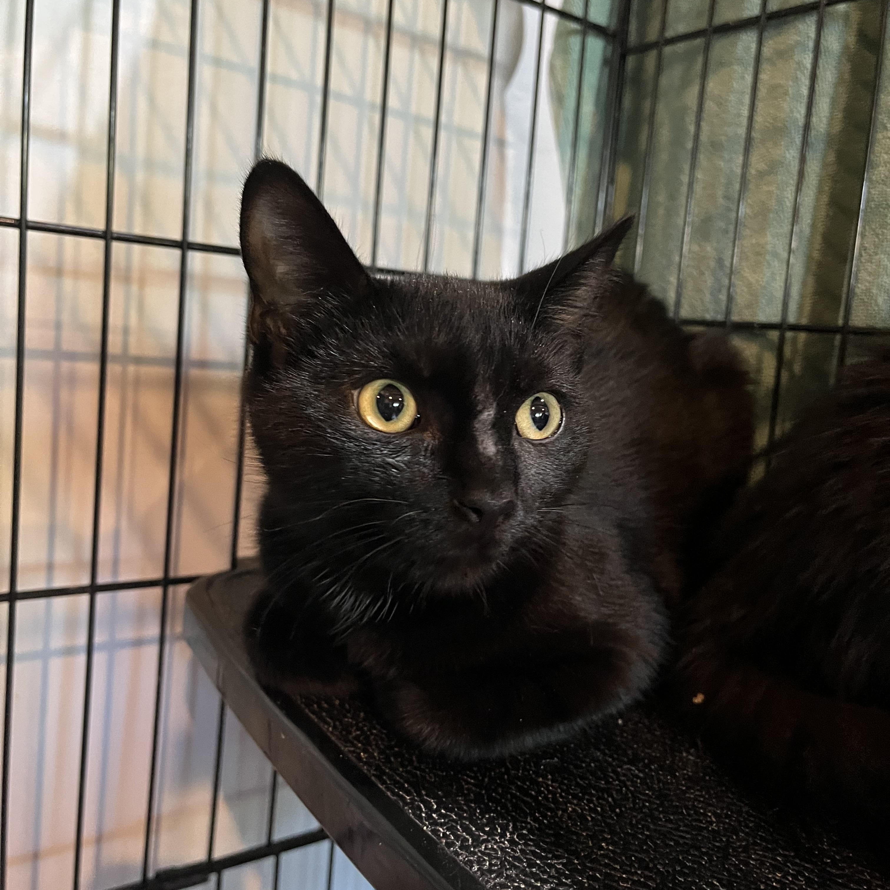 Enlarge Little Blue, an adopted Domestic Short Hair in Salisbury, MA image 3/5