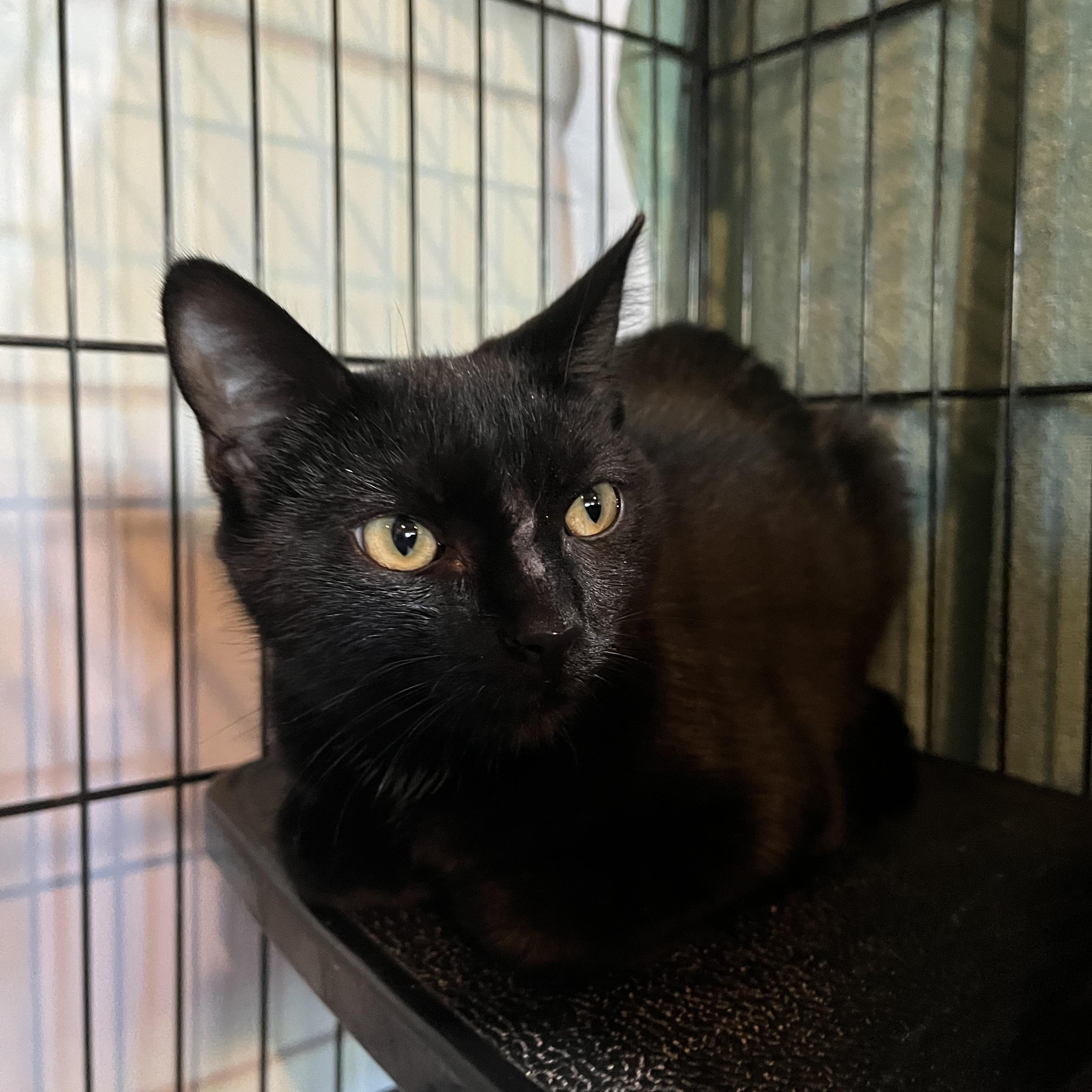 Enlarge Little Blue, an adopted Domestic Short Hair in Salisbury, MA image 2/5