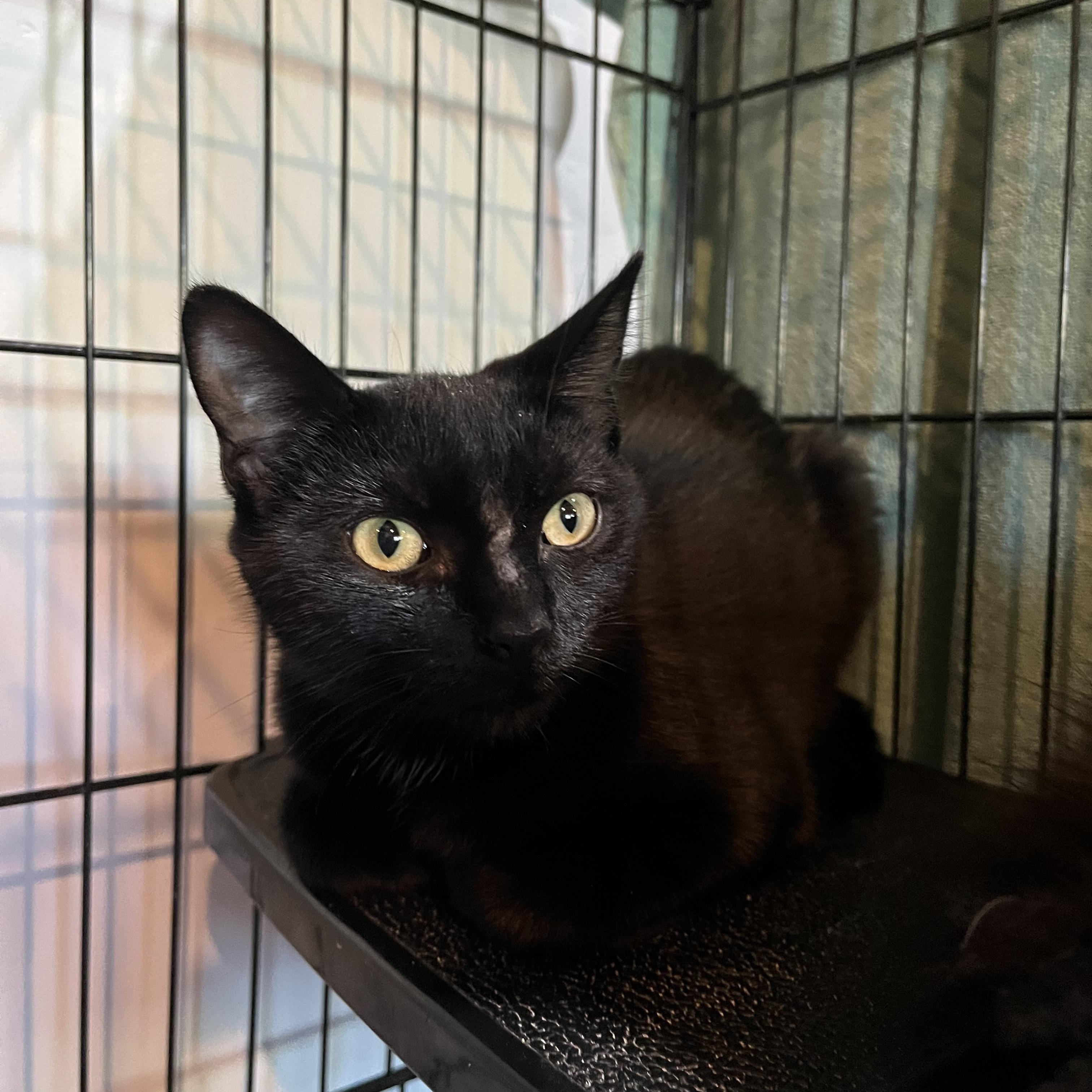Enlarge Little Blue, an adopted Domestic Short Hair in Salisbury, MA image 4/5