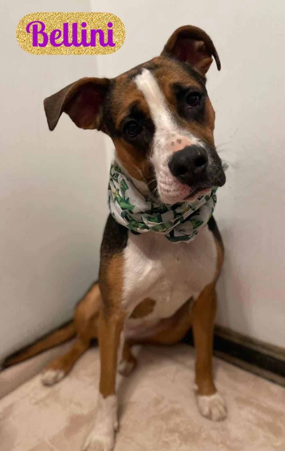 Enlarge Bellini, a ADOPTABLE mixed breed in Washington , PA image 1/1