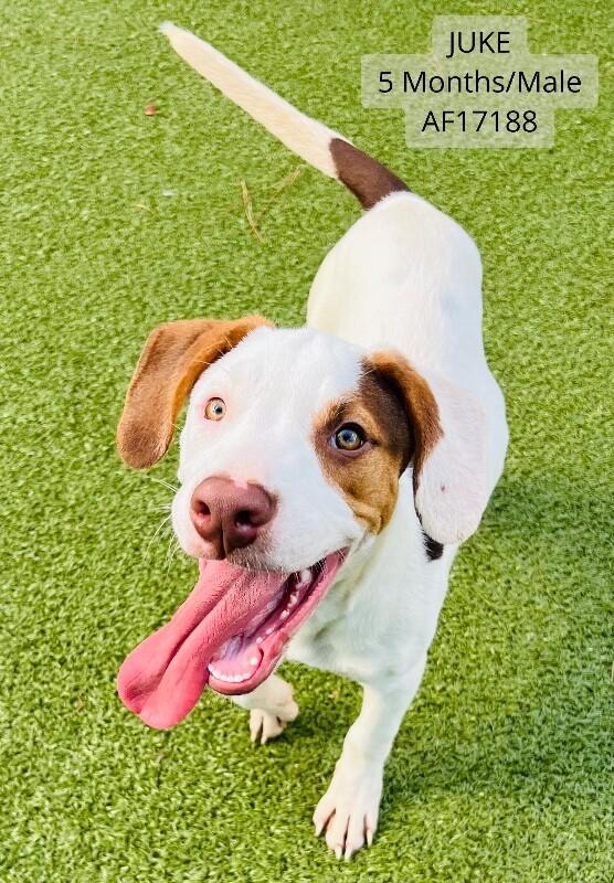 Juke, Adoptable, Young Male German Shorthaired Pointer & Mixed Breed.