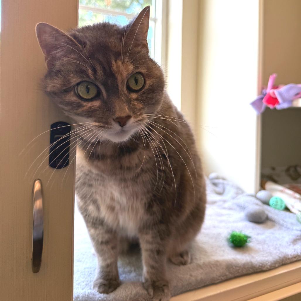 Enlarge Lena, a Adoptable Domestic Short Hair in Concord, NH image 2/2