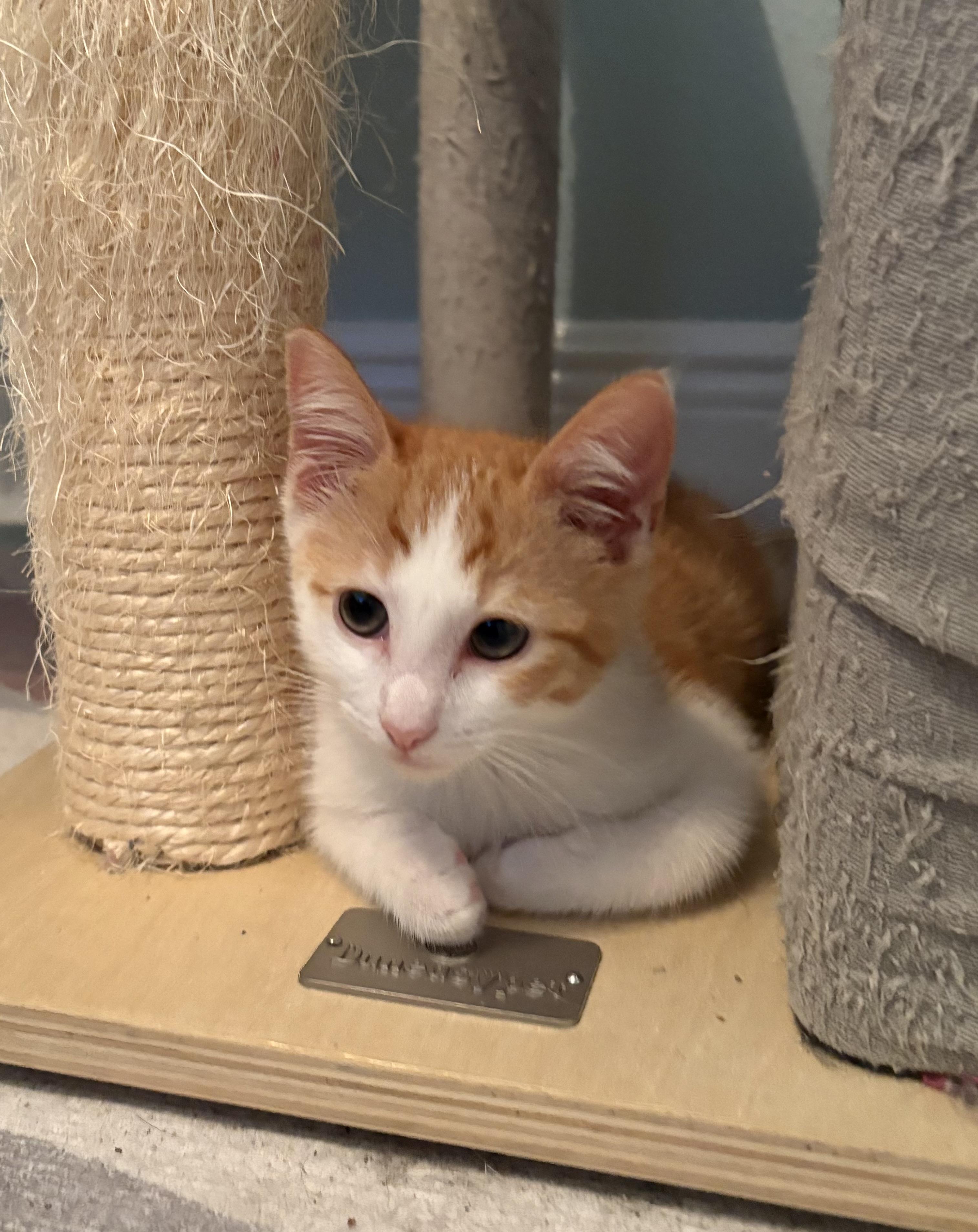 Enlarge Daisy Lou, a Adopted Domestic Short Hair in St Petersburg, FL image 1/6