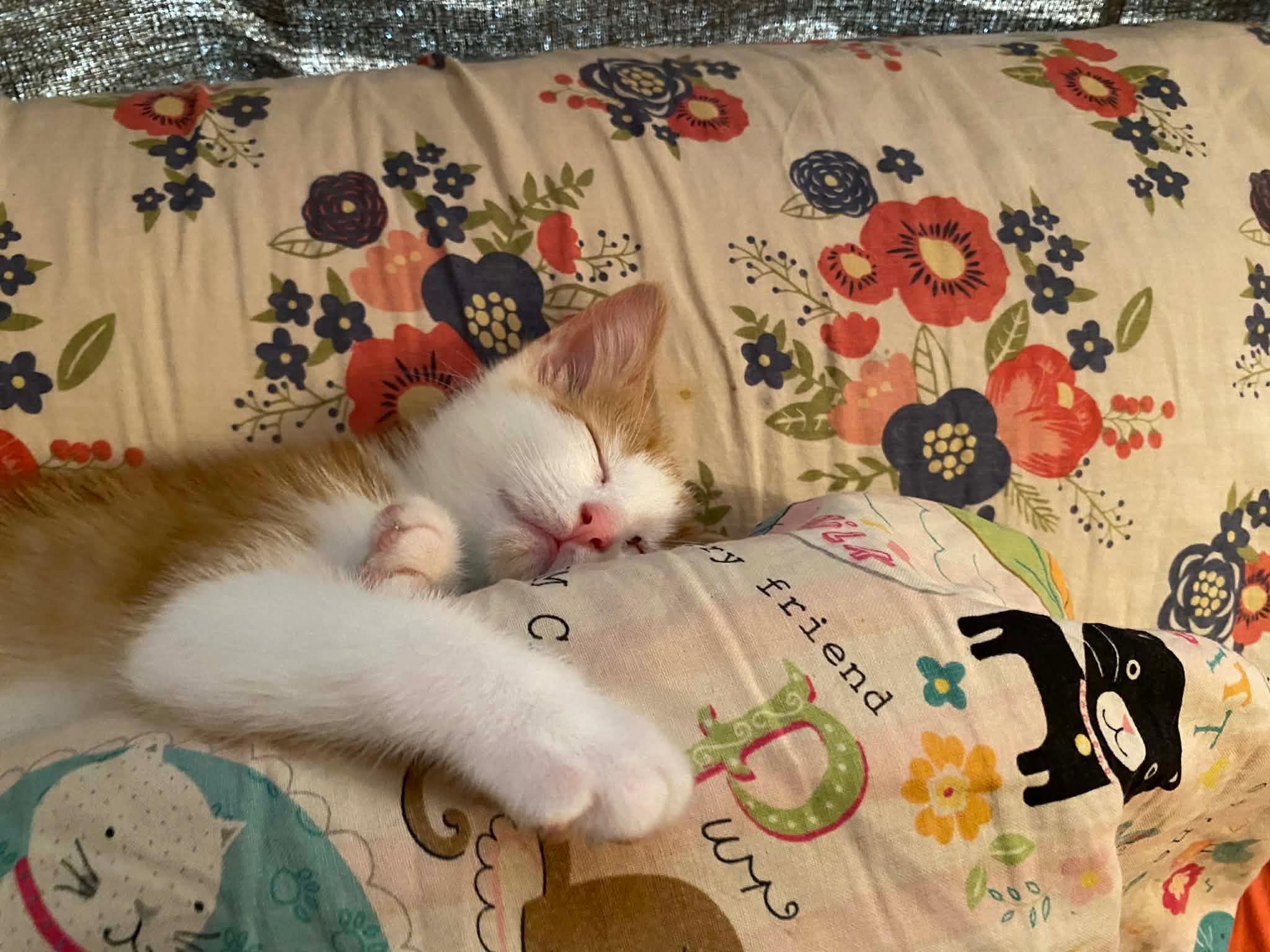 Enlarge Daisy Lou, a Adopted Domestic Short Hair in St Petersburg, FL image 2/6