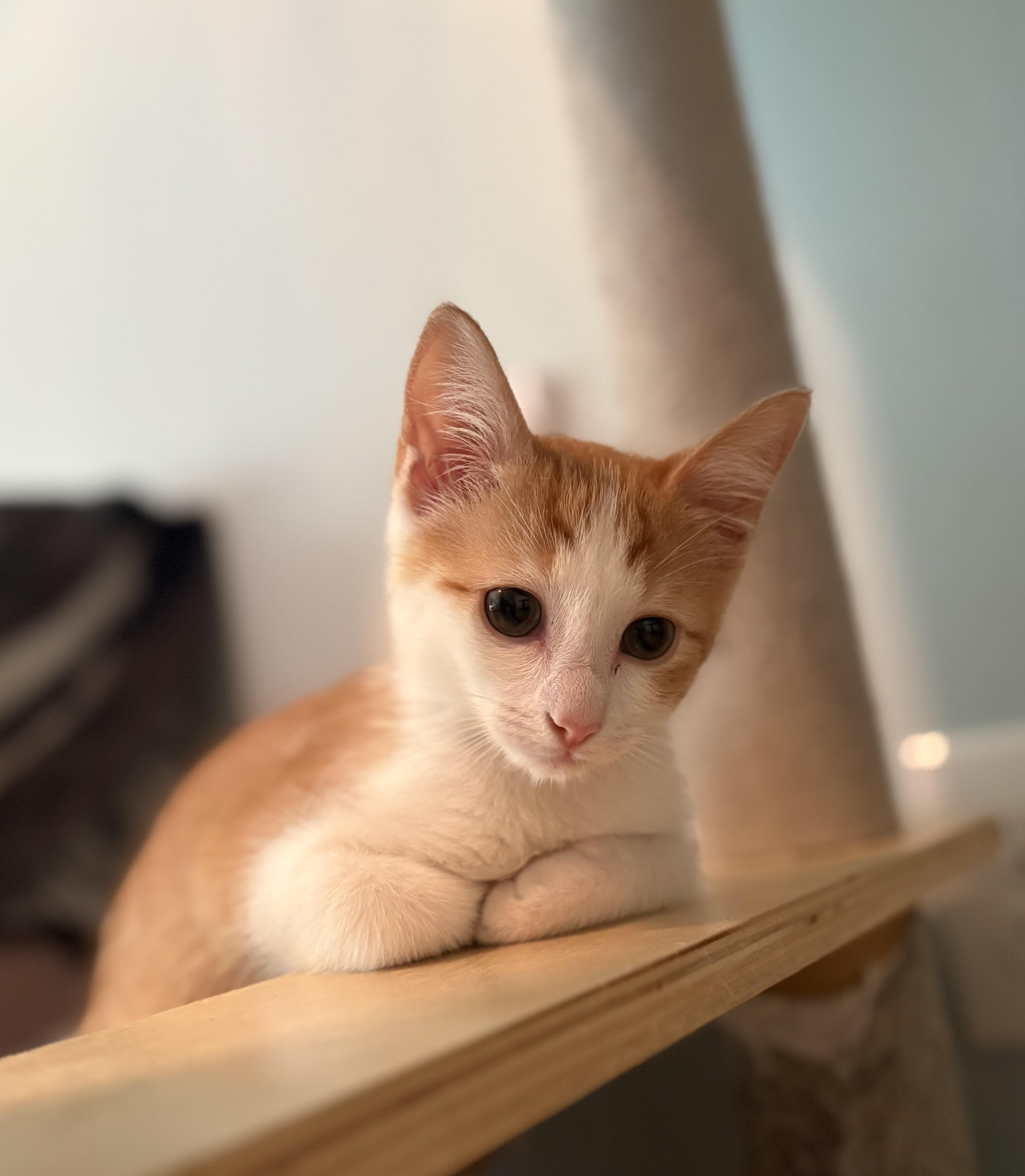 Enlarge Daisy Lou, a Adopted Domestic Short Hair in St Petersburg, FL image 3/6