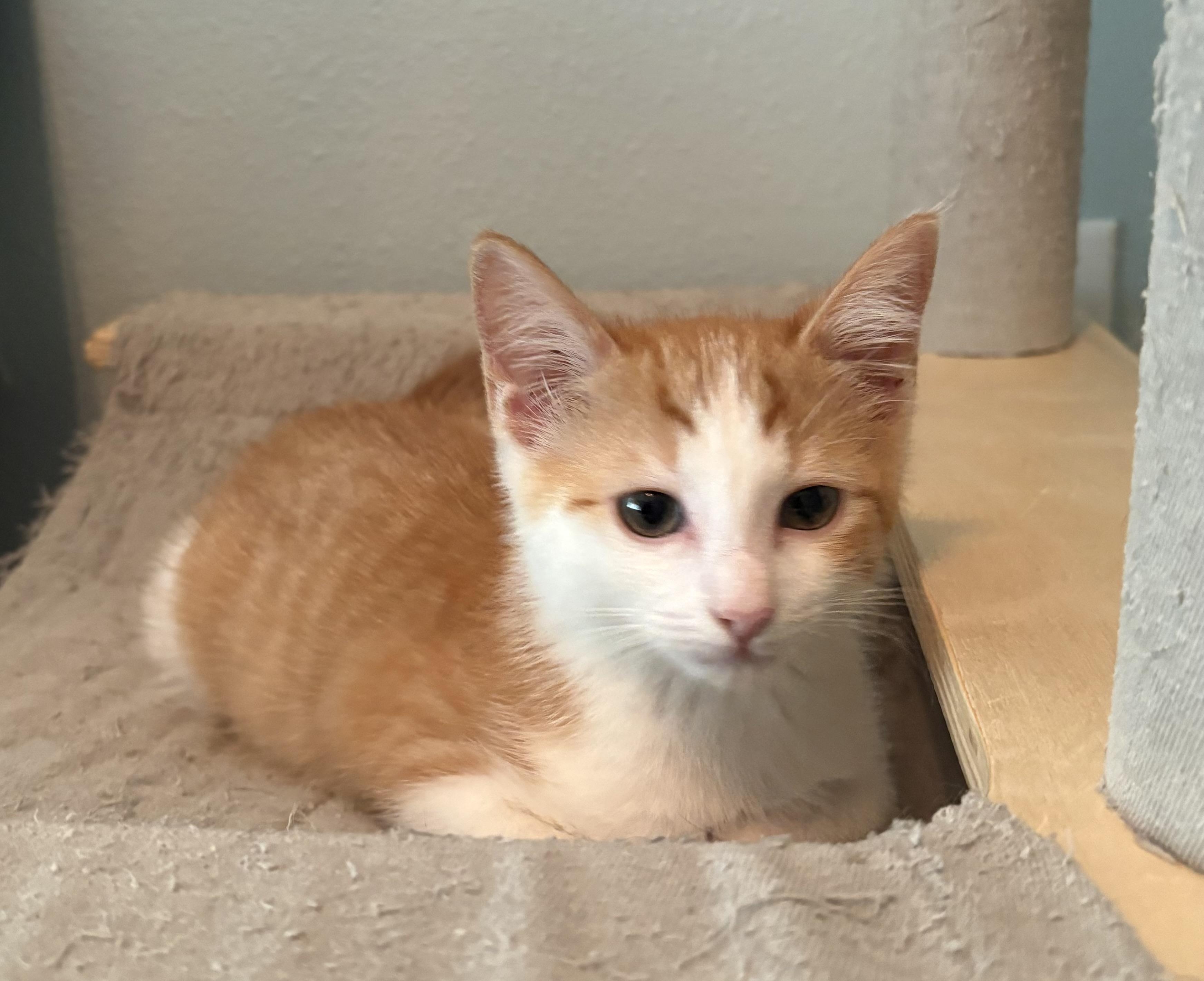 Enlarge Daisy Lou, a Adopted Domestic Short Hair in St Petersburg, FL image 4/6