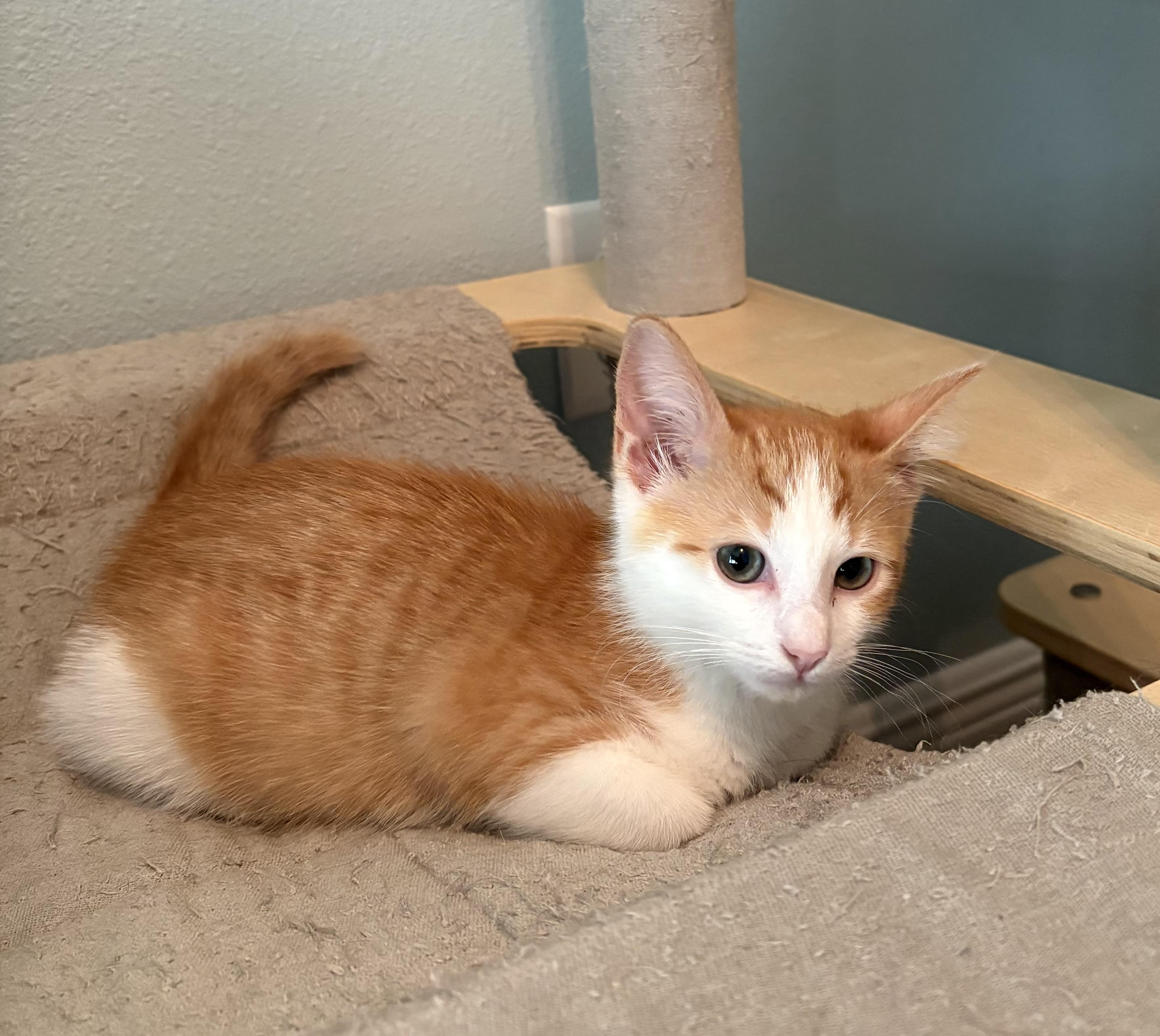 Enlarge Daisy Lou, a Adopted Domestic Short Hair in St Petersburg, FL image 5/6