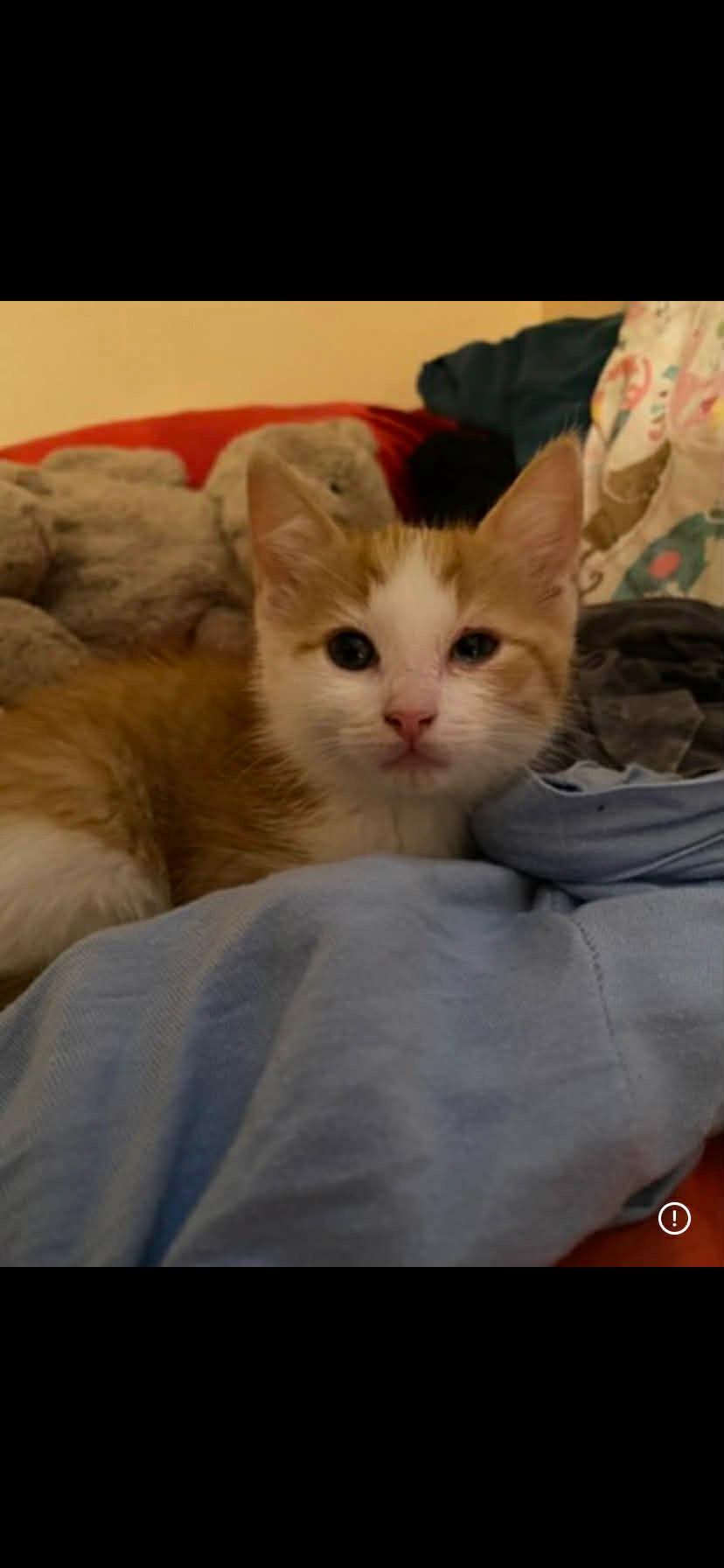 Enlarge Daisy Lou, a Adopted Domestic Short Hair in St Petersburg, FL image 6/6