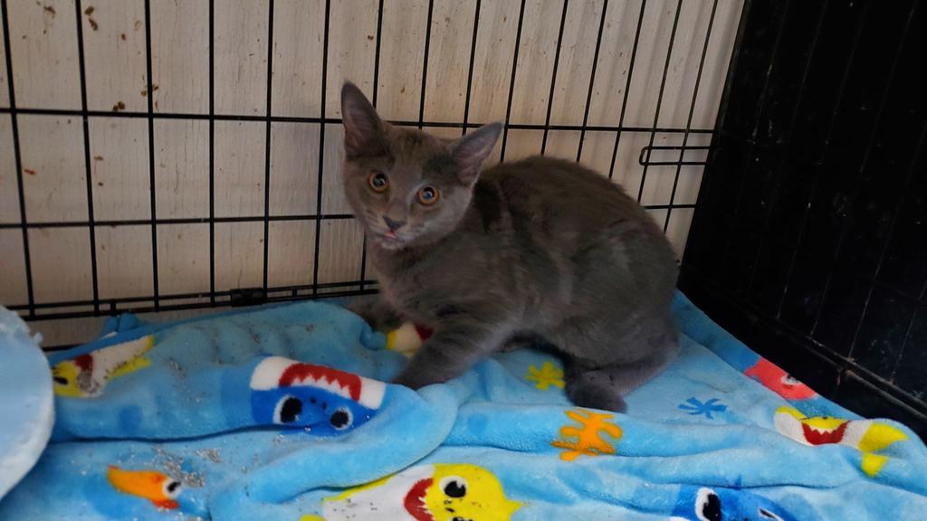 Enlarge Niles, a Adopted mixed breed in Noble, OK image 1/1