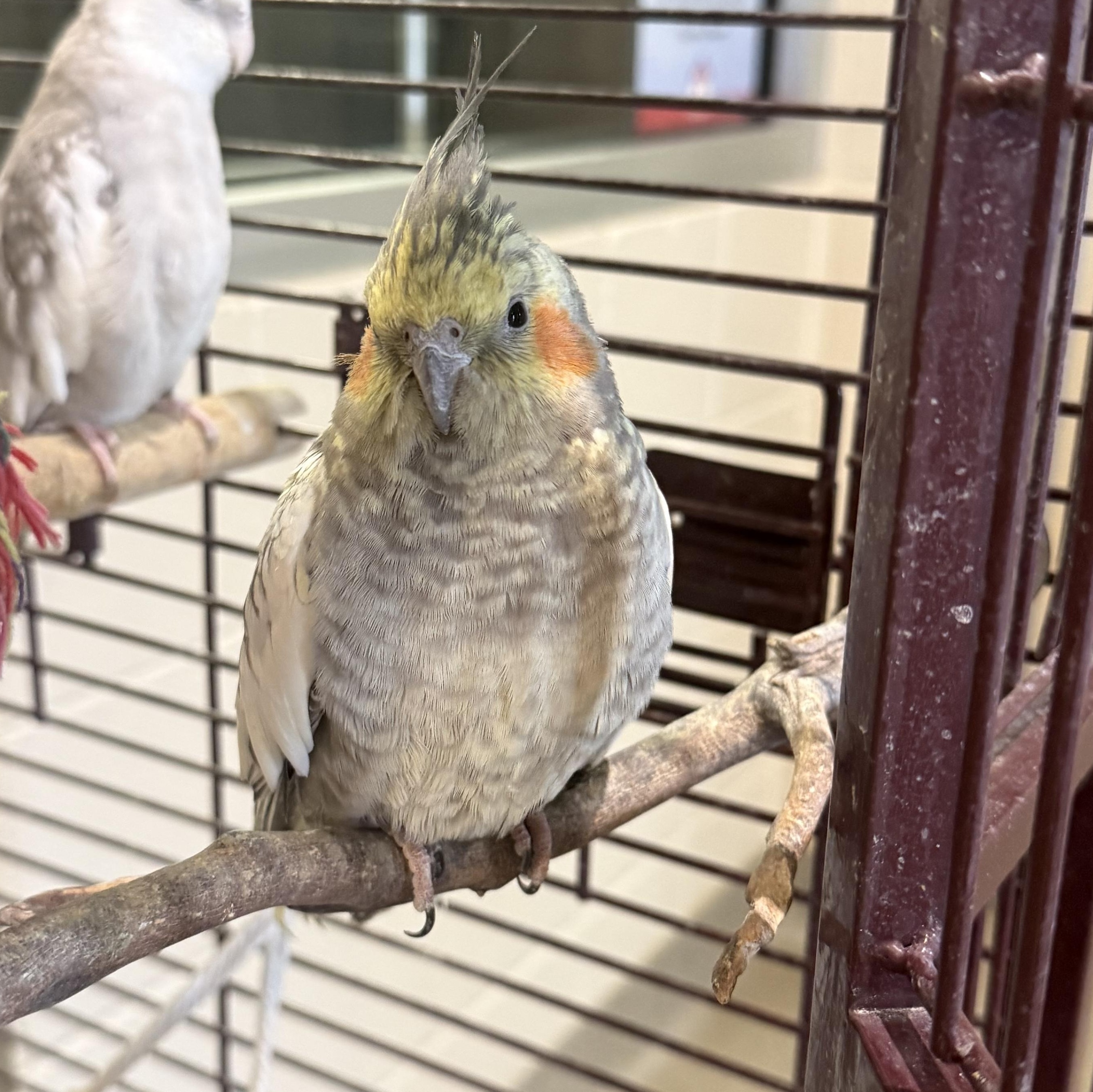 Sweetpea, adopted, Adult Unknown Other.