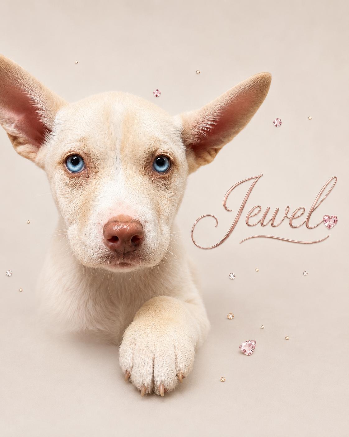 Enlarge Jewel, a ADOPTABLE mixed breed in Orleans, VT image 1/1
