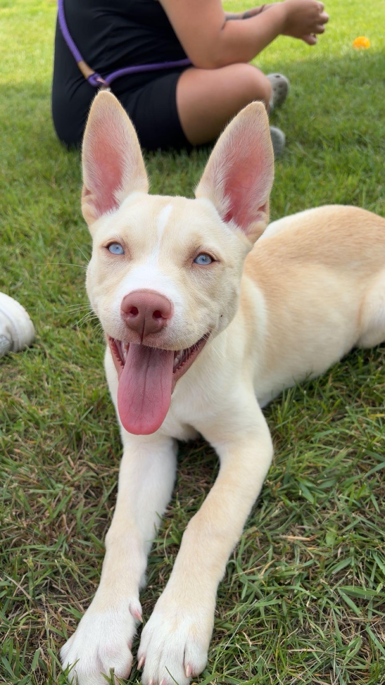 Jewel, a ADOPTABLE mixed breed in Orleans, VT image 3/3