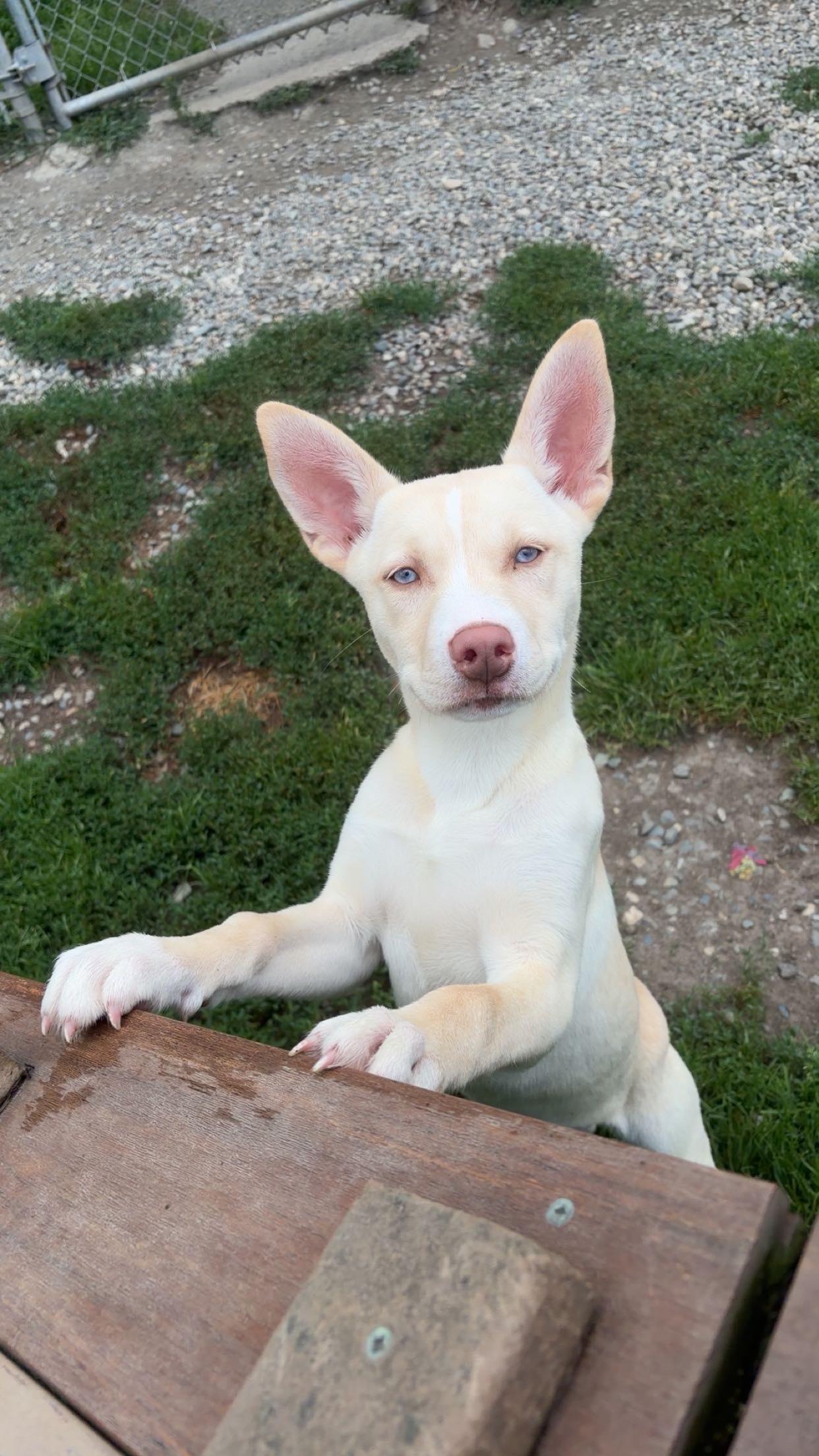 Jewel, a ADOPTABLE mixed breed in Orleans, VT image 2/3