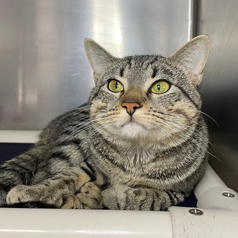Enlarge Ashe, a Adoptable Domestic Short Hair in Roanoke, VA image 1/1
