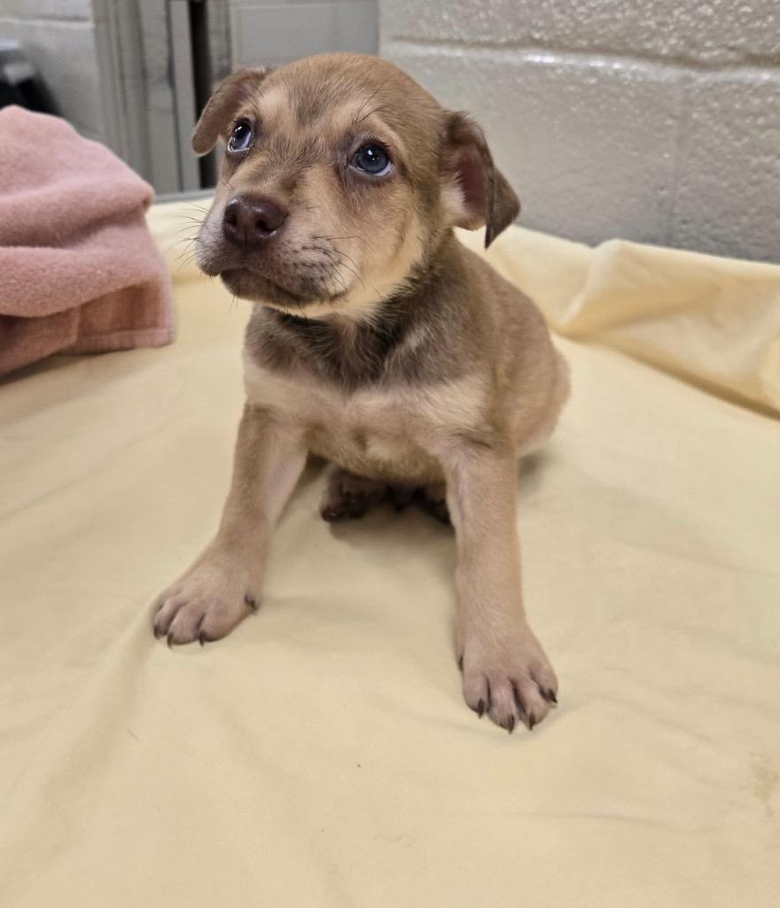 Enlarge Max, a Adoptable mixed breed in Seguin, TX image 1/1