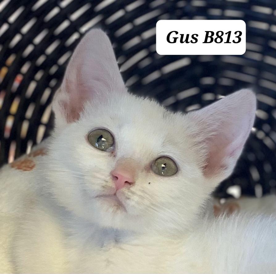 Enlarge Gus, a ADOPTABLE Domestic Short Hair in Morganton, NC image 1/1