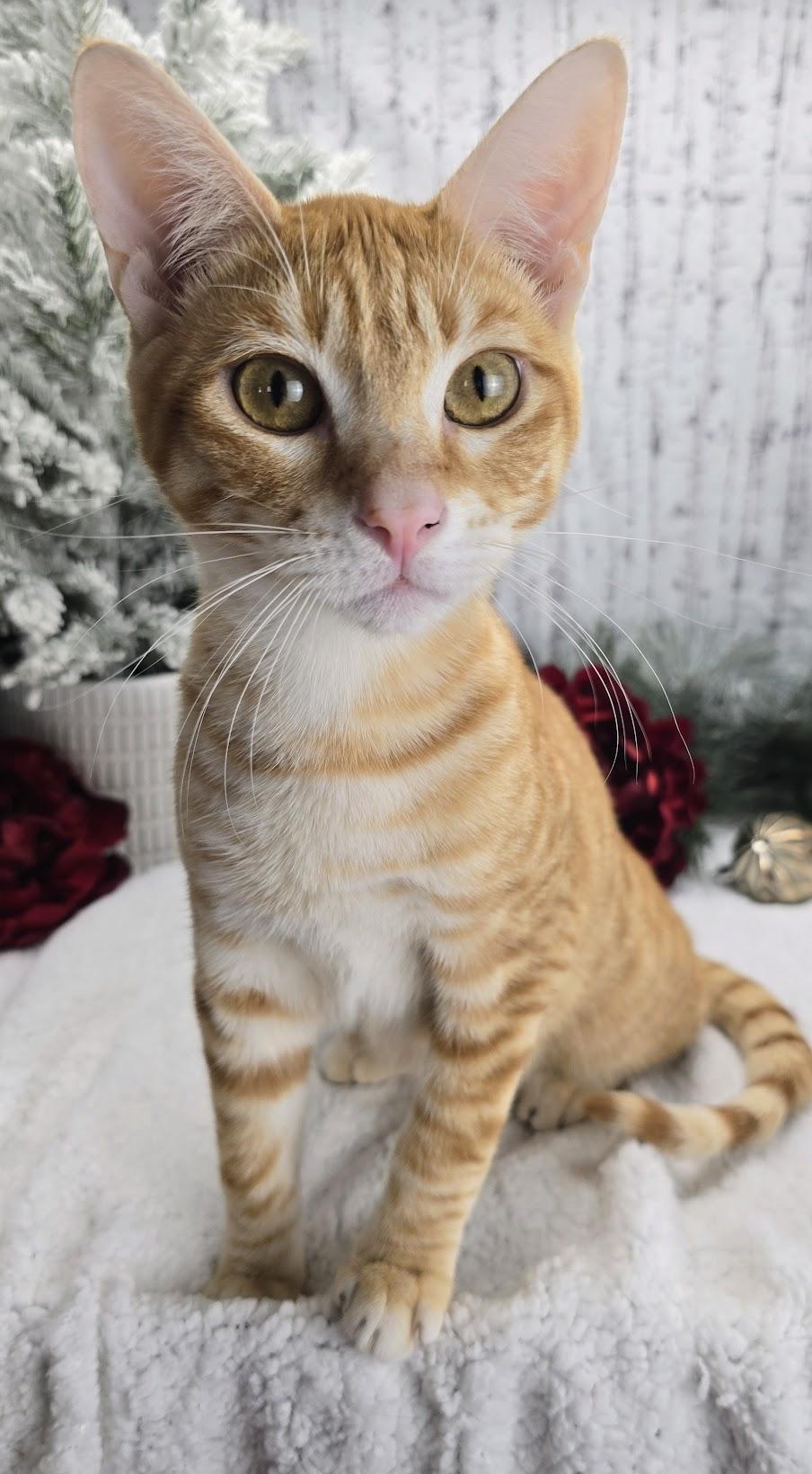 Tiggs the Hopeful Heart, a Adoptable Domestic Short Hair in Ocean Springs, MS image 6/6
