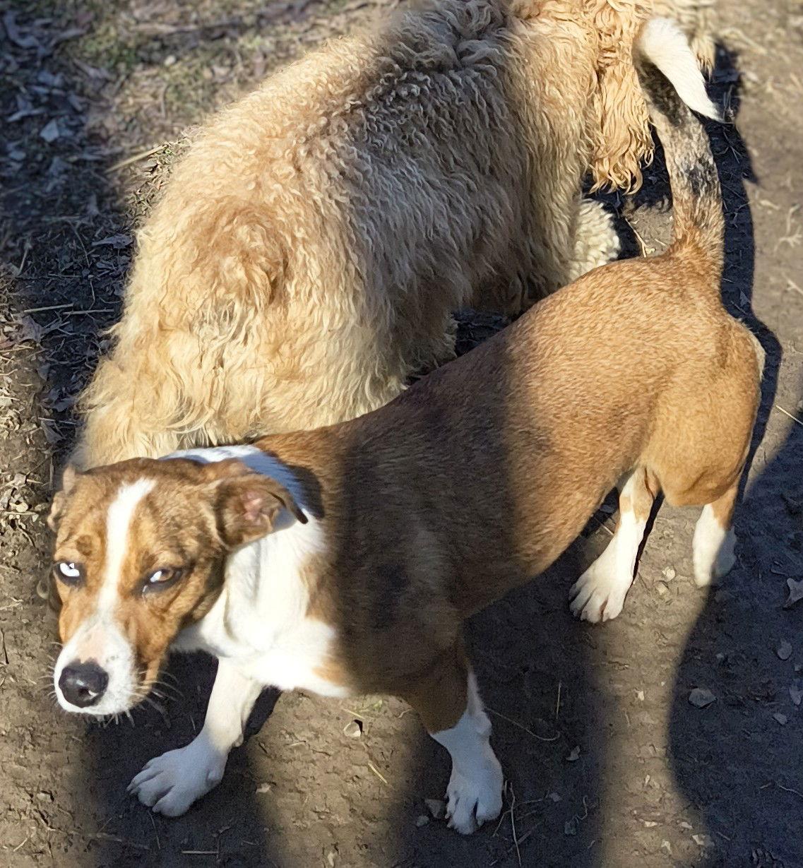 Darcy, Adoptable, Young Female Catahoula Leopard Dog & Dachshund.