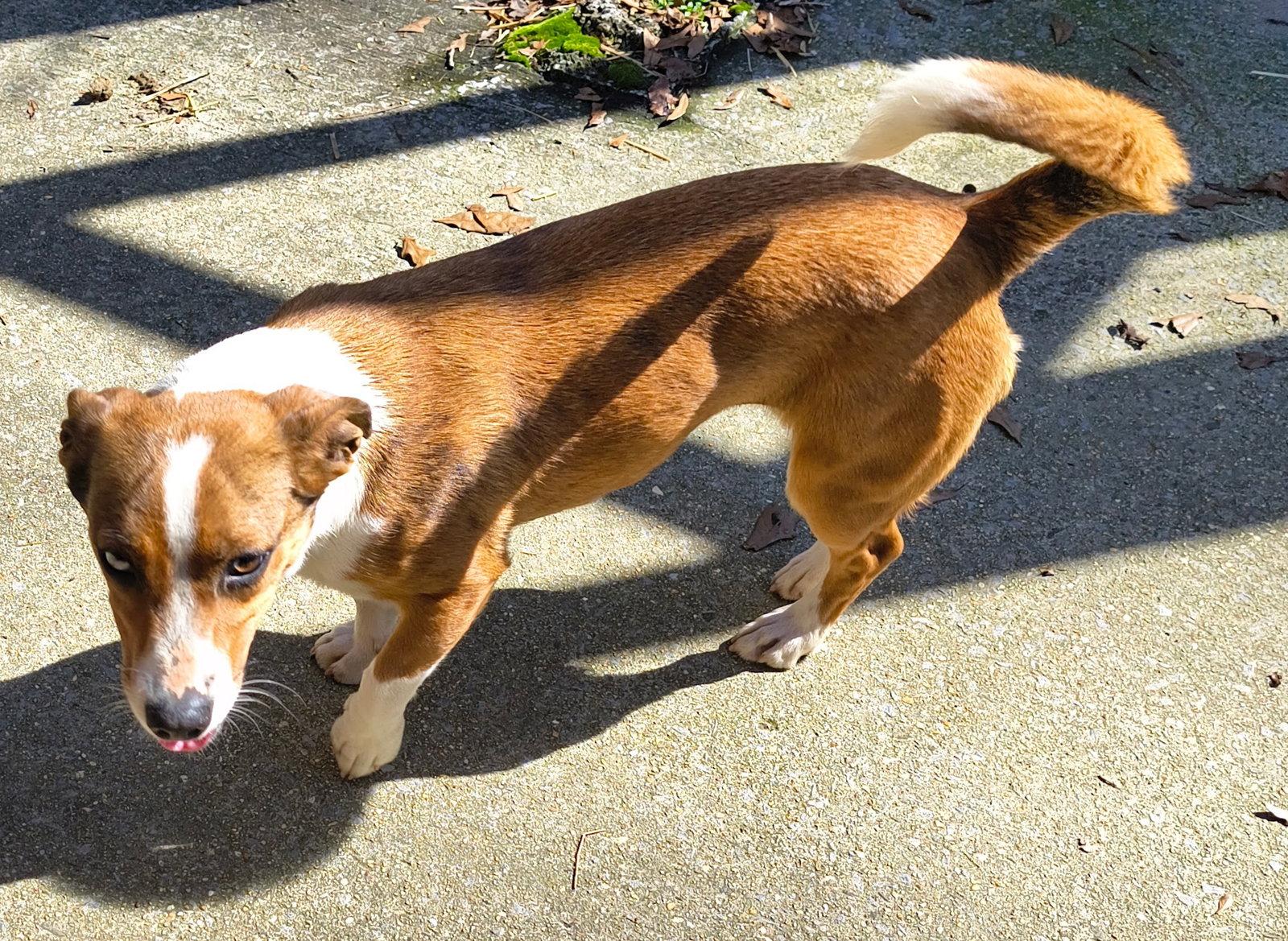 Darcy, Adoptable, Adult Female Catahoula Leopard Dog & Dachshund.