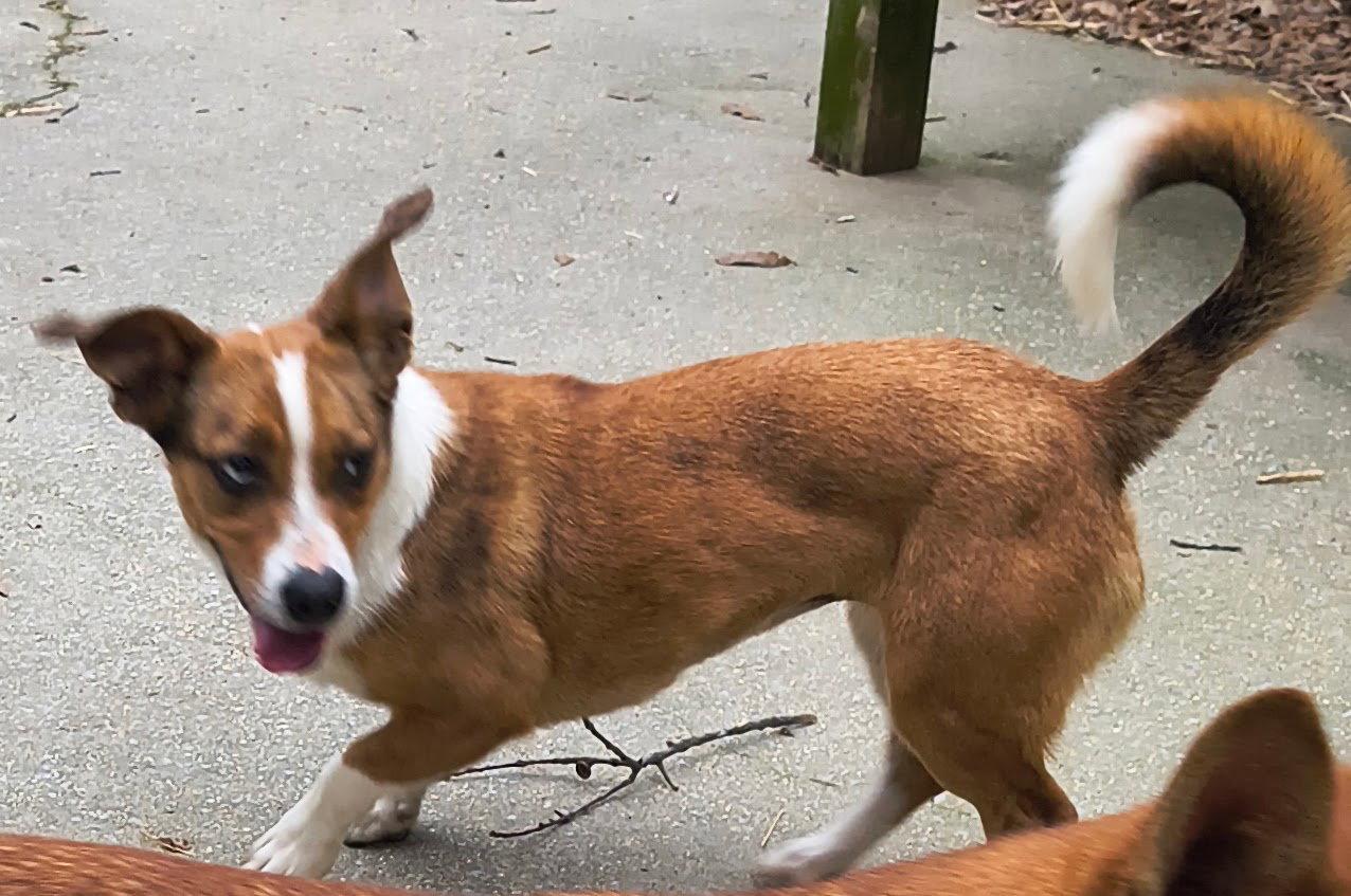 Darcy, a Adoptable mixed breed in Baileyton, AL image 2/3