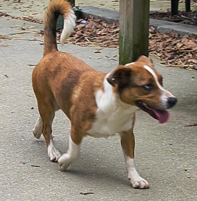 Darcy, a Adoptable mixed breed in Baileyton, AL image 3/3