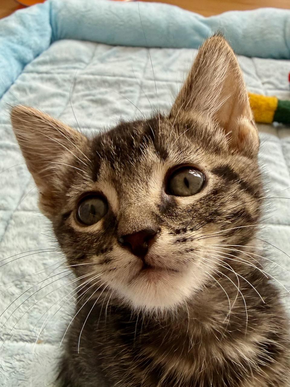 Ghirardelli, Adoptable, Kitten Male Domestic Short Hair.