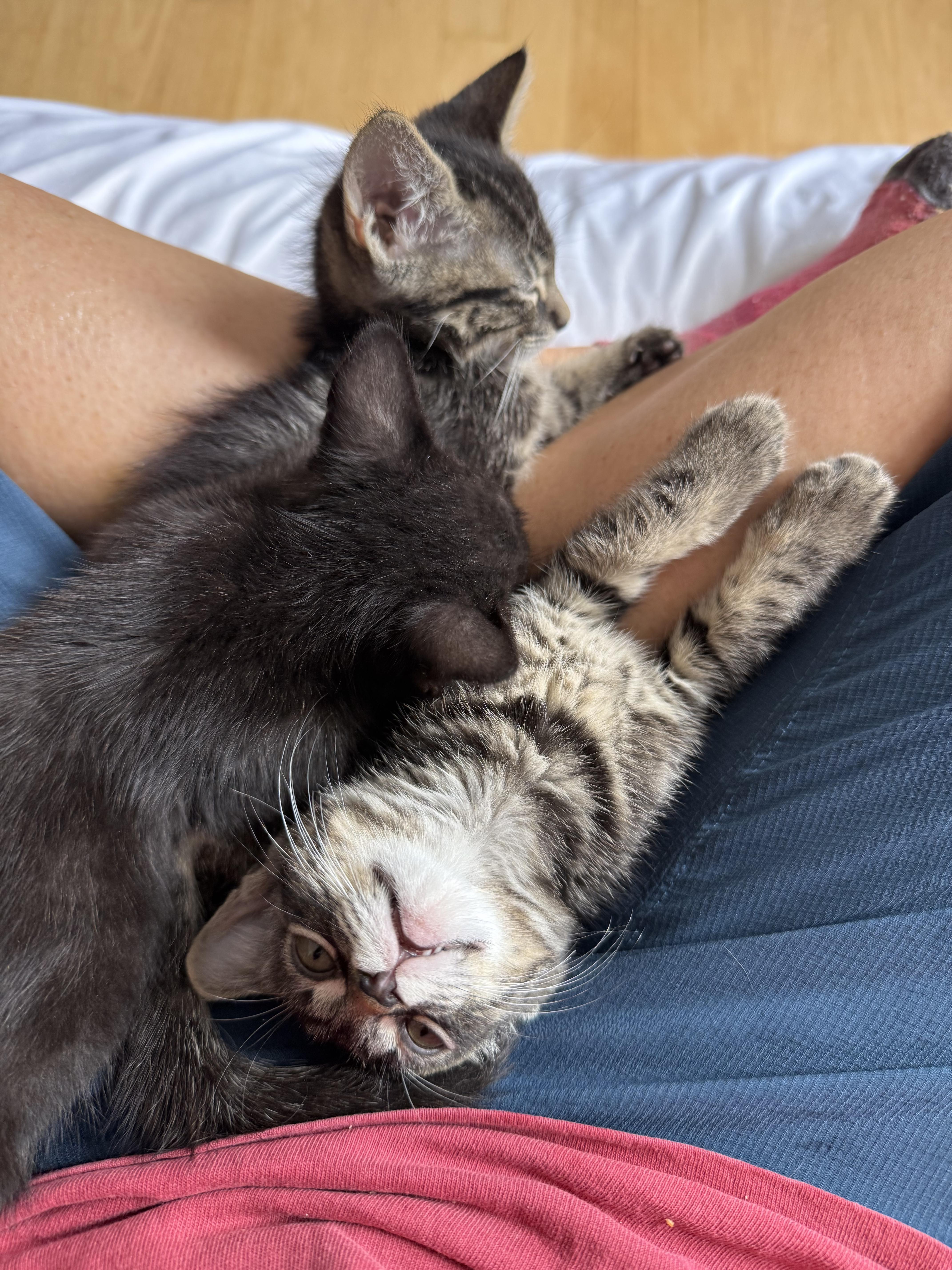 Enlarge Ghirardelli, a Adoptable Domestic Short Hair in San Francisco, CA image 3/6
