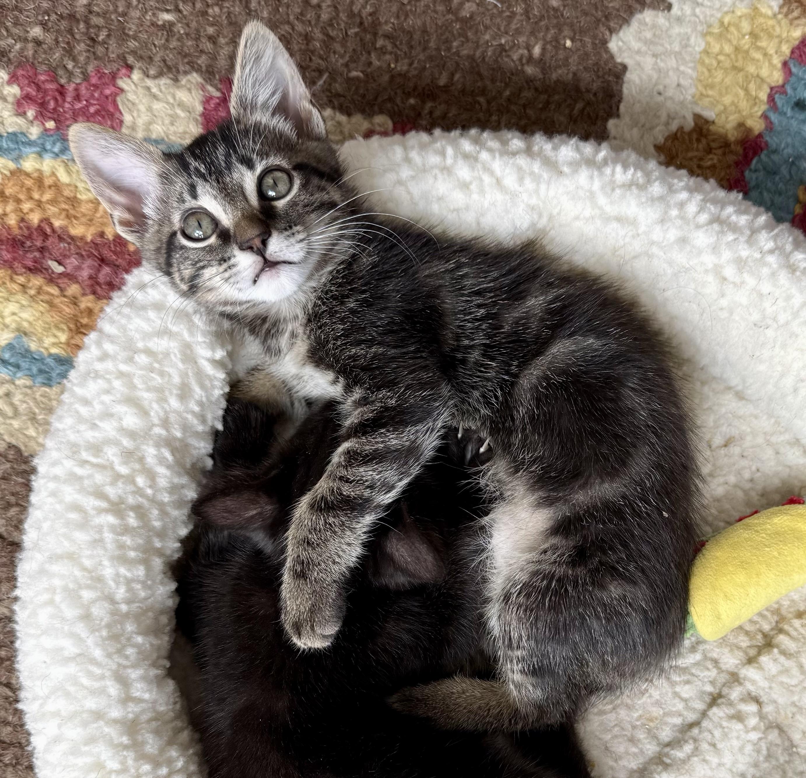 Enlarge Ghirardelli, a Adoptable Domestic Short Hair in San Francisco, CA image 4/6