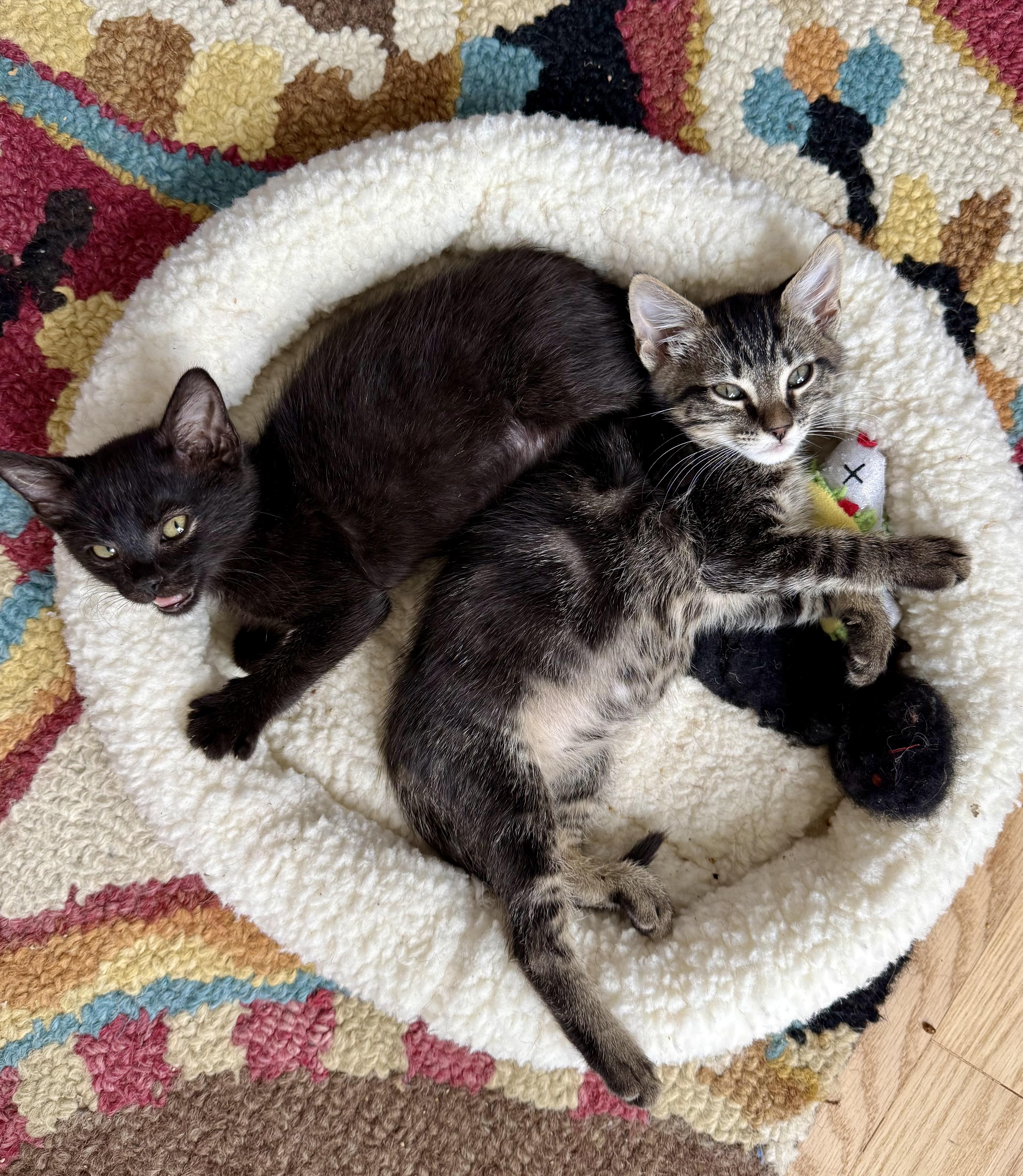 Enlarge Ghirardelli, a Adoptable Domestic Short Hair in San Francisco, CA image 5/6