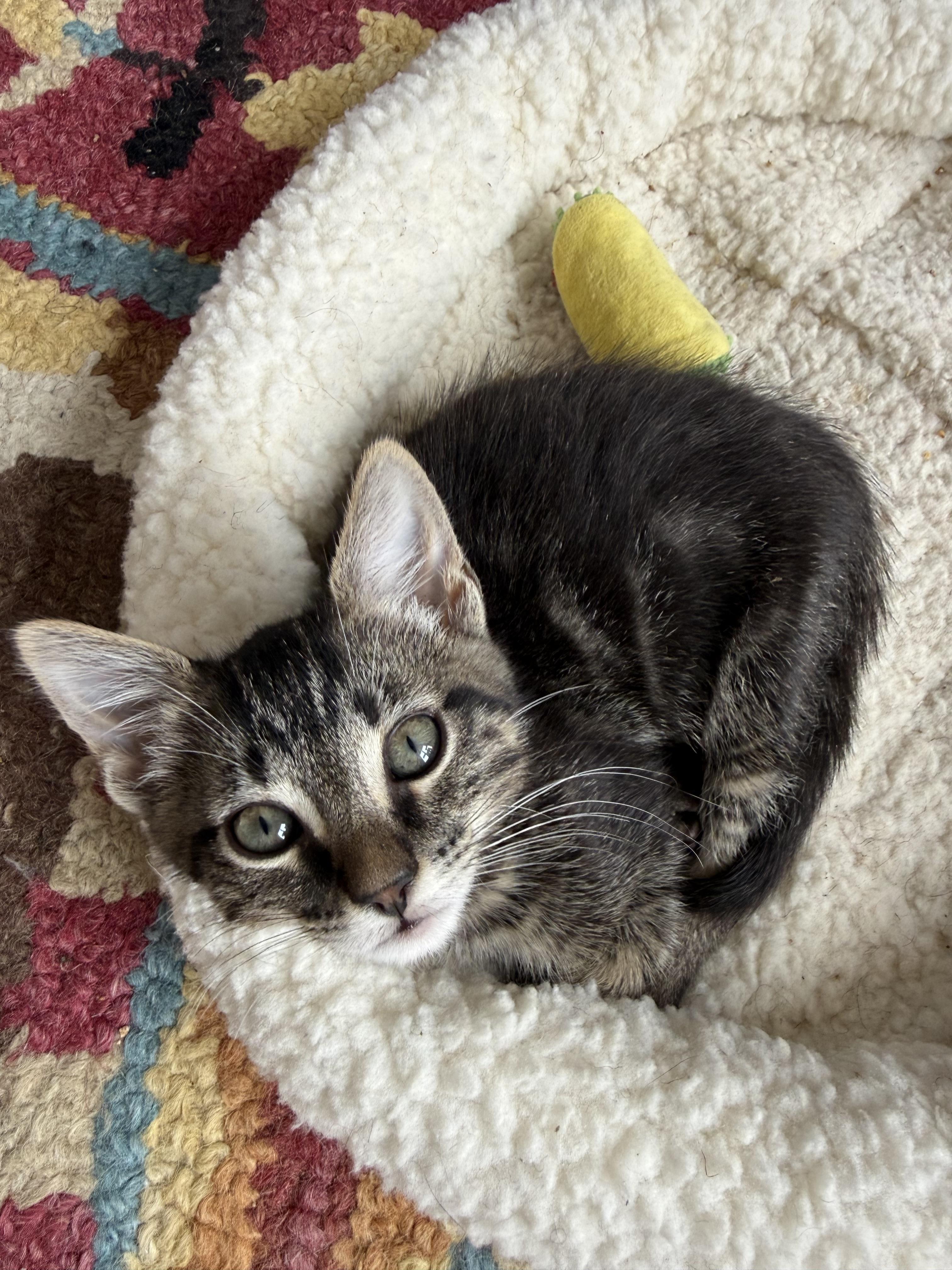 Enlarge Ghirardelli, a Adoptable Domestic Short Hair in San Francisco, CA image 6/6
